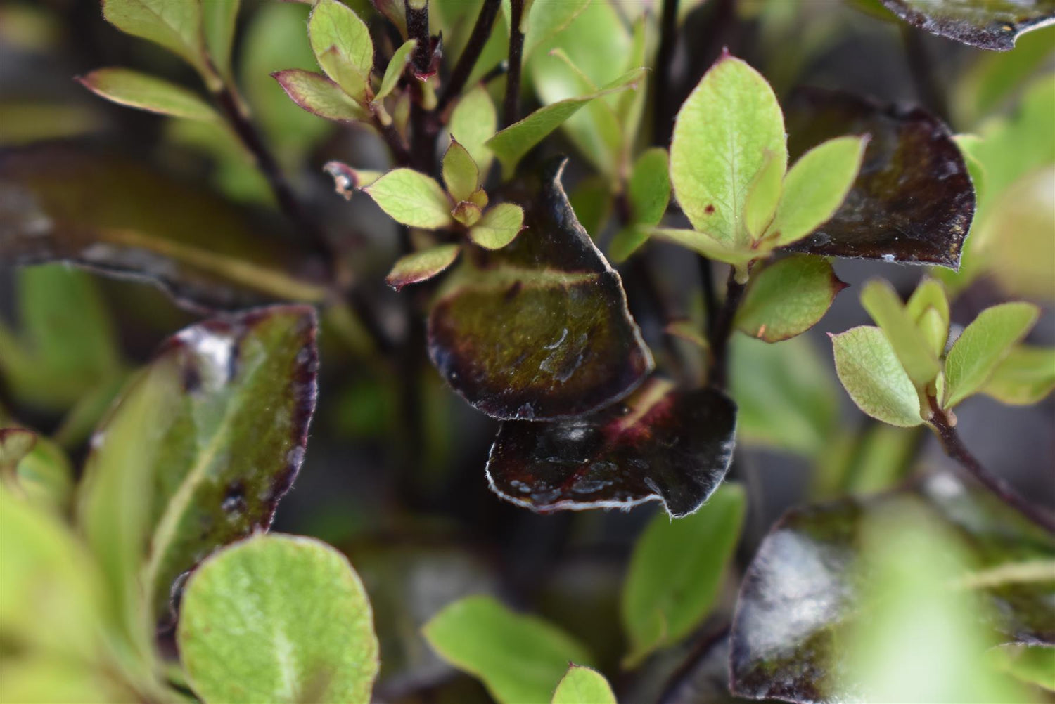 Pittosporum Tom Thumb - 15-25cm - 3lt