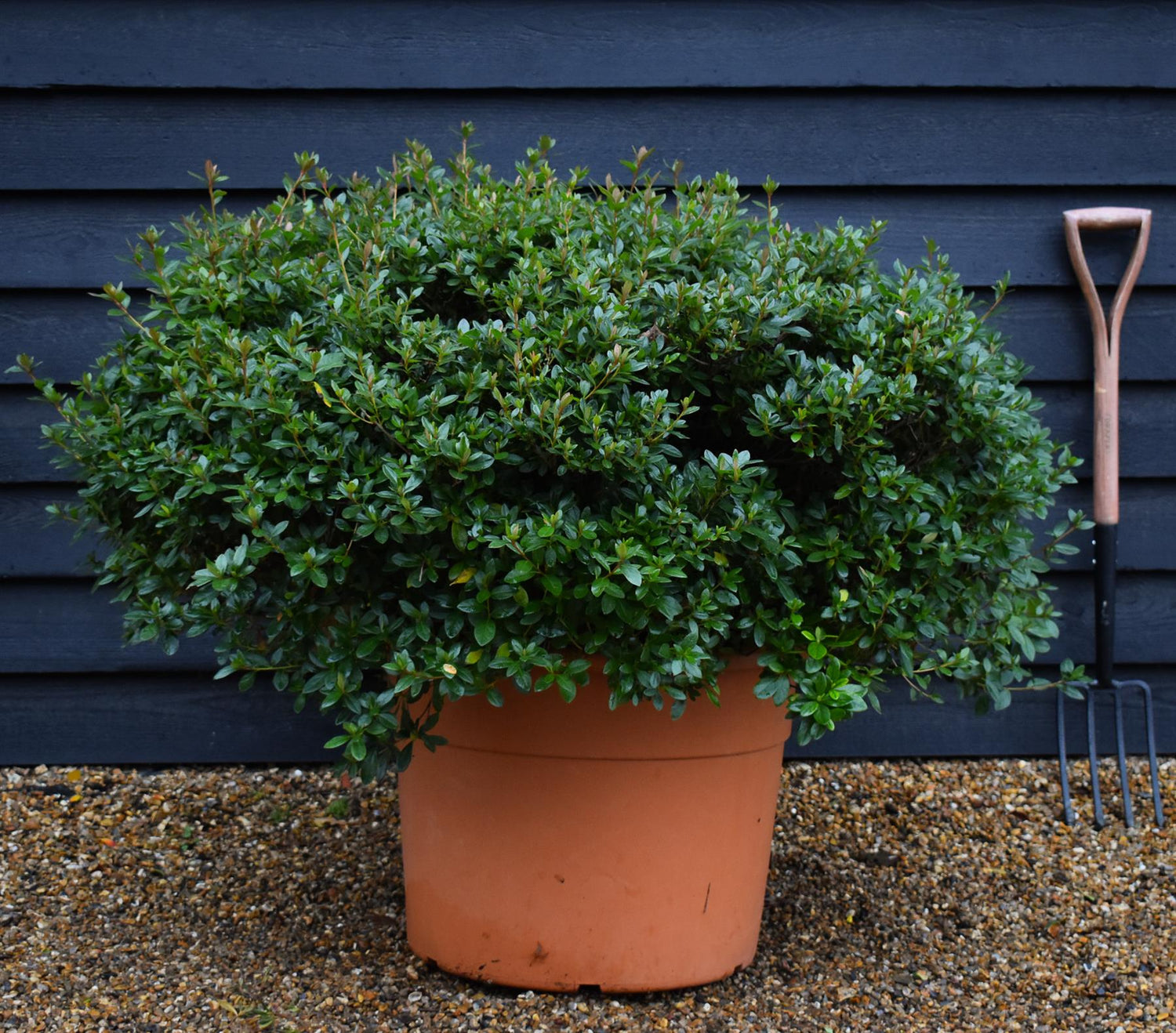 Azalea Japonica | Rhododendron - Ball -  Height 80cm - Width - 100cm - 85lt