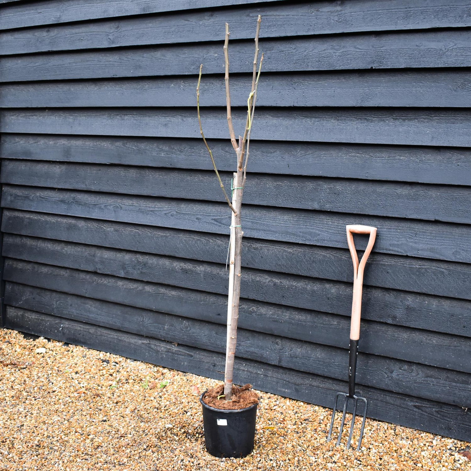 Fig - Ficus carica 'Dauphine' - Clear Stem 80-90cm - Height 160-170cm - 10lt
