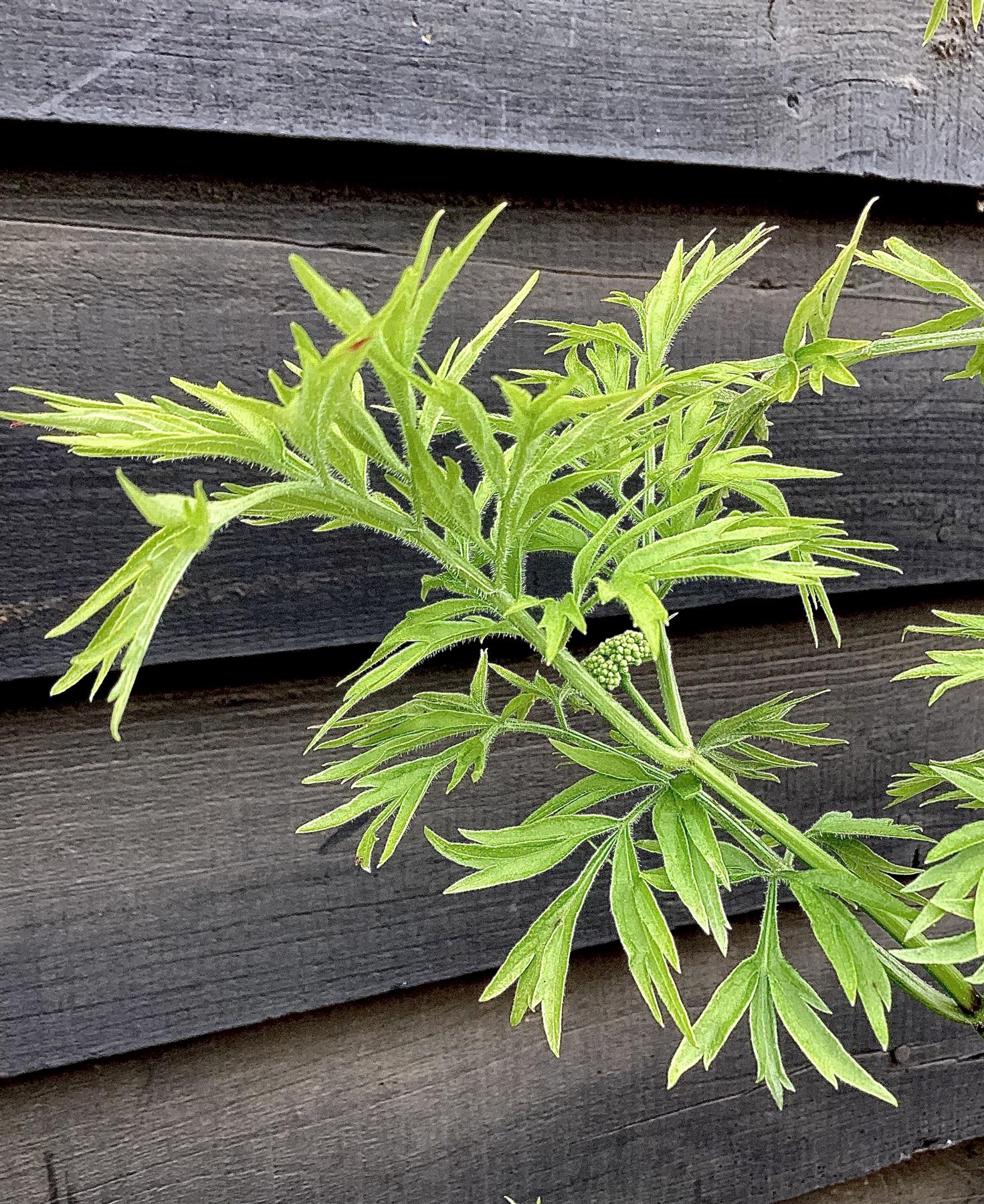 Sambucus Golden Tower - Height 180-200cm - 10lt