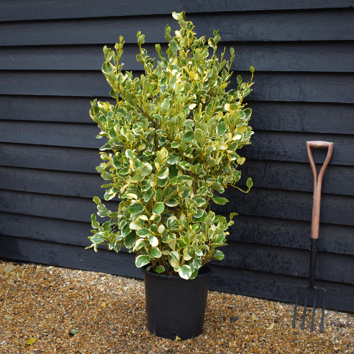 Griselinia littoralis Variegata | New Zealand Broadleaf - 80cm - 120cm - Busy - 25lt