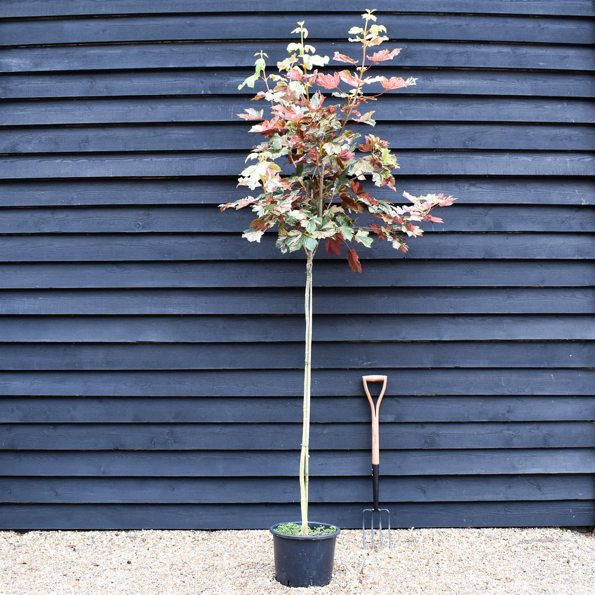 Arandel Tree Acer pseudoplatanus Prinz Handjery - Height 200-220cm - 20lt – Arundel ...