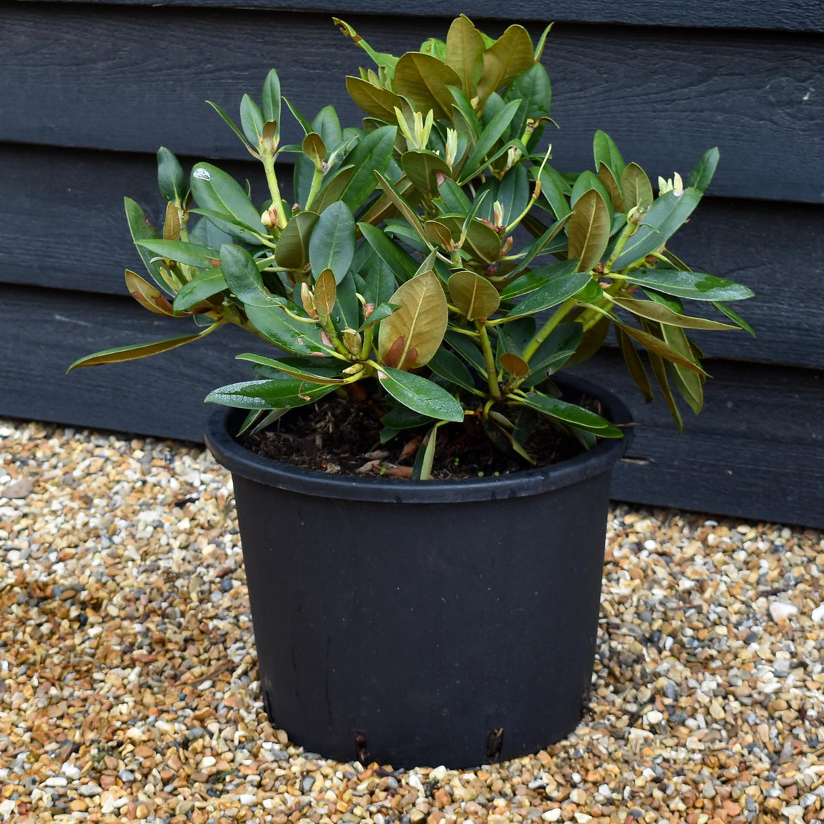 Rhododendron Yakushimanum 'Silberwolke' - Shrub - Height 30-40cm - 20lt