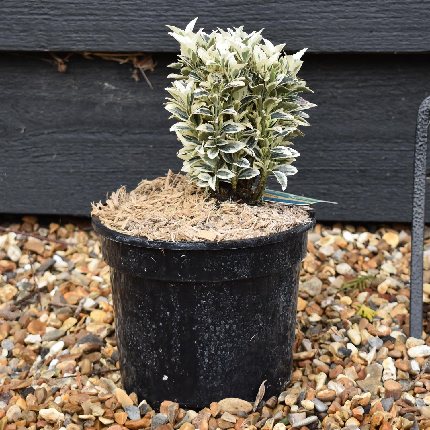 Euonymus japonicus 'White Spire' - Shrub -  Height 10-15cm - 2lt