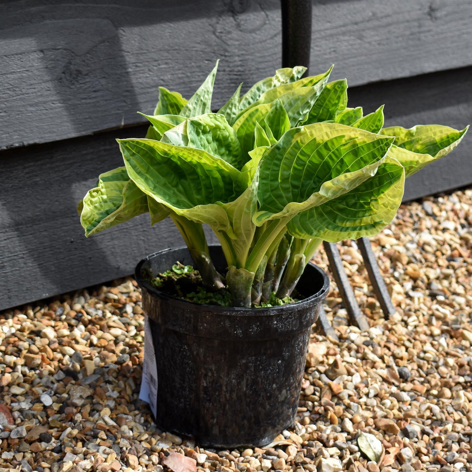 Hosta Plantain Lily Wide Brim - 25-30cm - 2lt