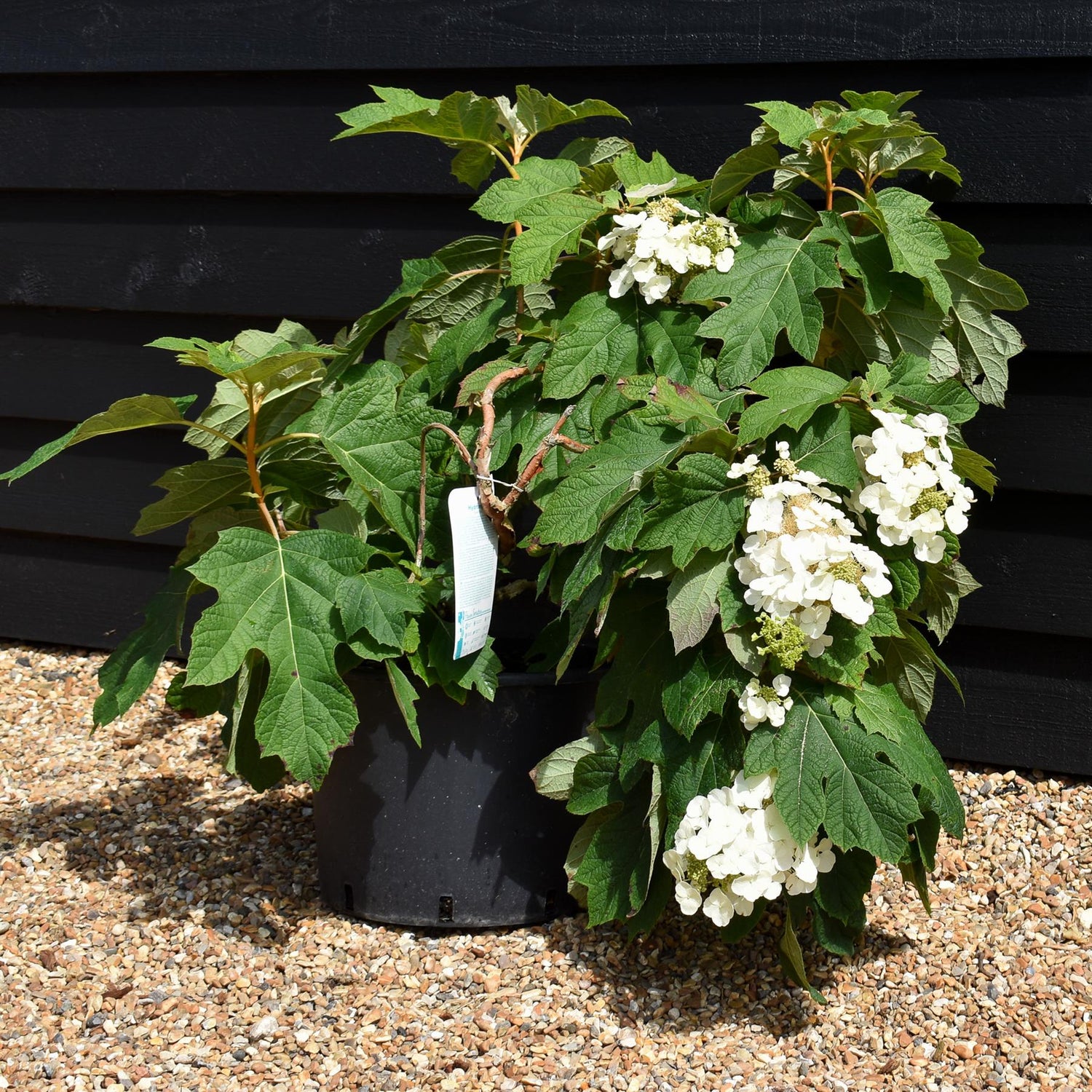 Hydrangea quercifolia | Oak-leaved hydrangea - 60-80cm, 20lt