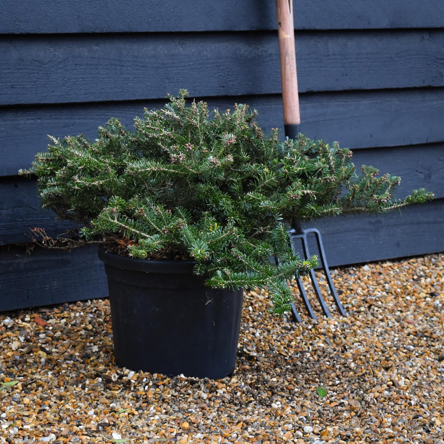 Abies koreana | Korean fir - Height 60cm - Width 30-40cm - 18lt