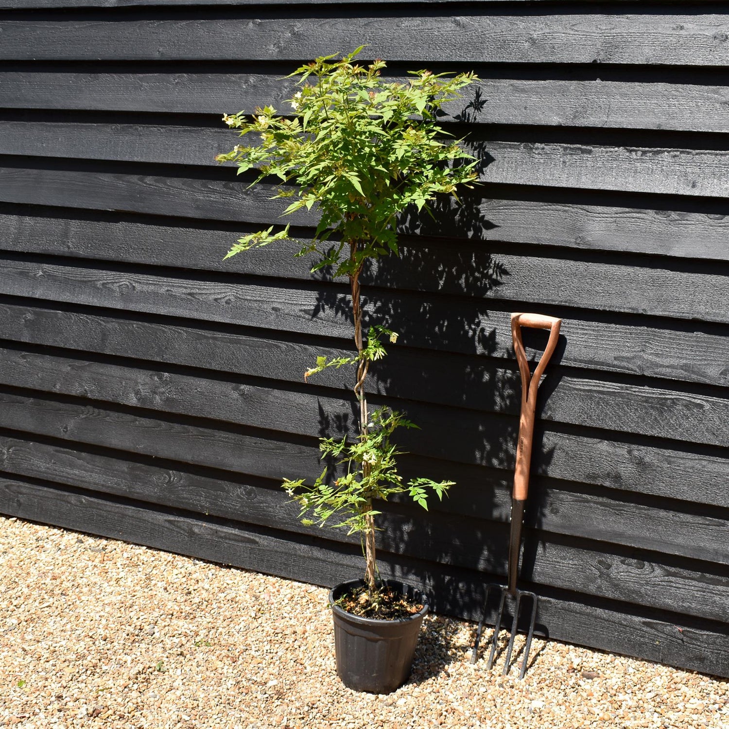 Jasminum officinale 'Clotted Cream' | Jasmine 'Clotted Cream' - Height 100-120cm - 9lt