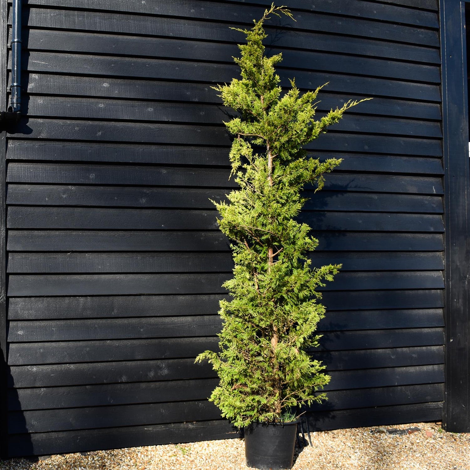 Cuprocyparis leylandii 'Gold Rider' - 250-260cm - 40lt