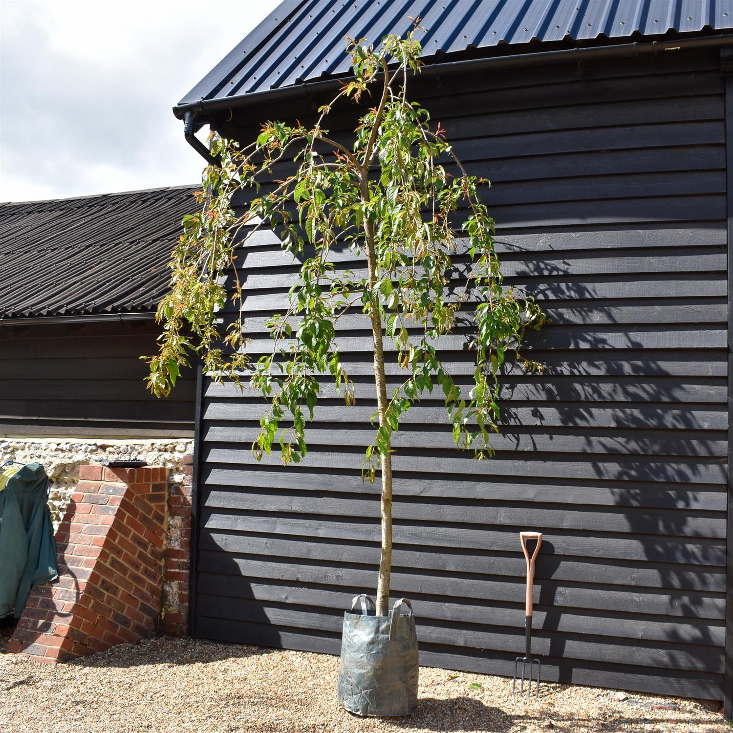 Prunus 'Kiku-shidare-zakura' | Japanese Weeping Cherry - Girth 16-18cm - Height 300-350cm - 70lt