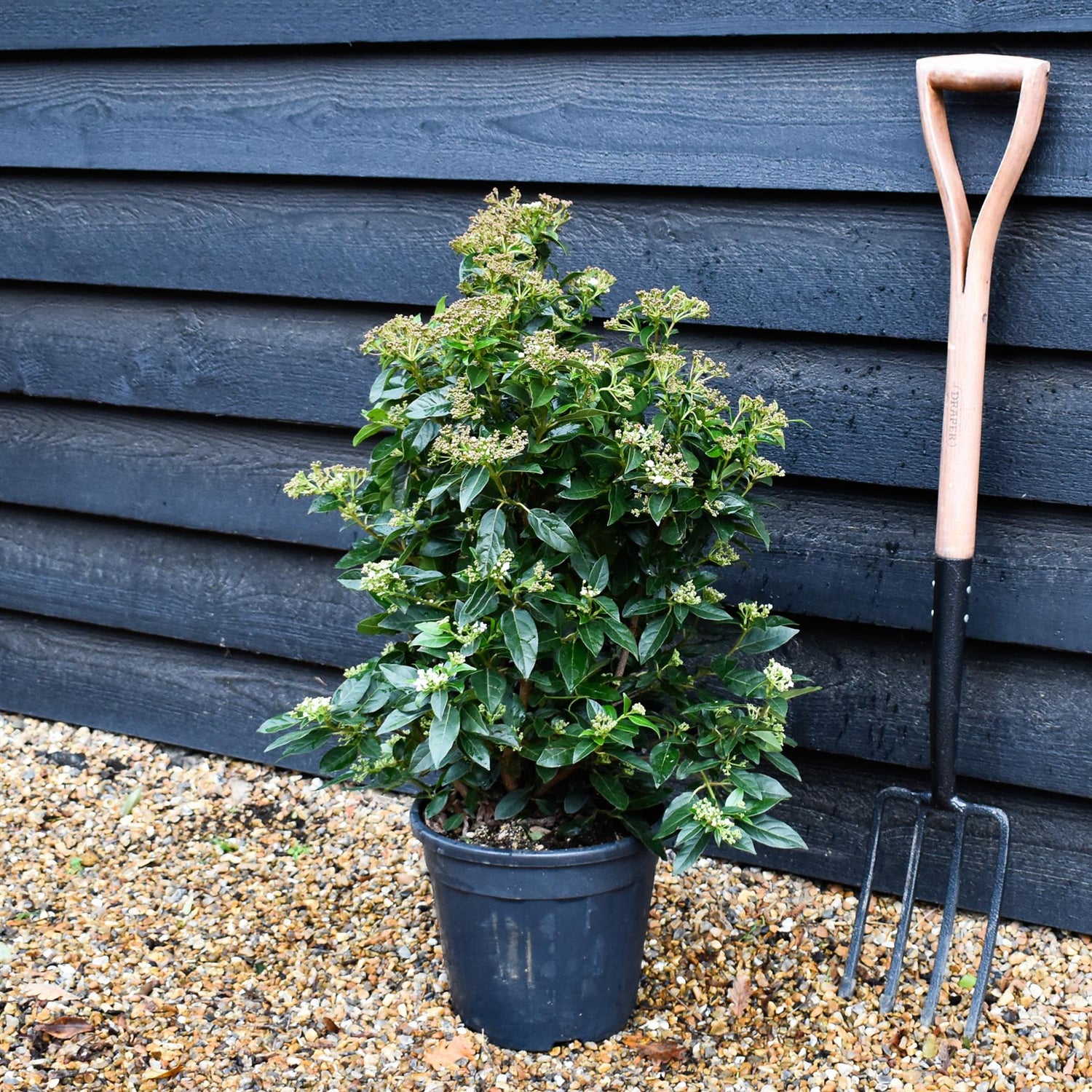 Viburnum tinus Eve Price - Shrub - Height 60-70cm - 10lt