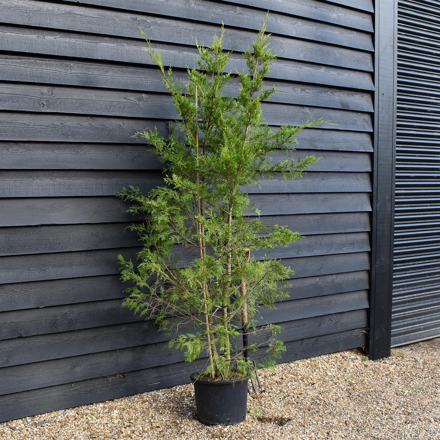 Leyland Cypress - 130-180cm, 20lt