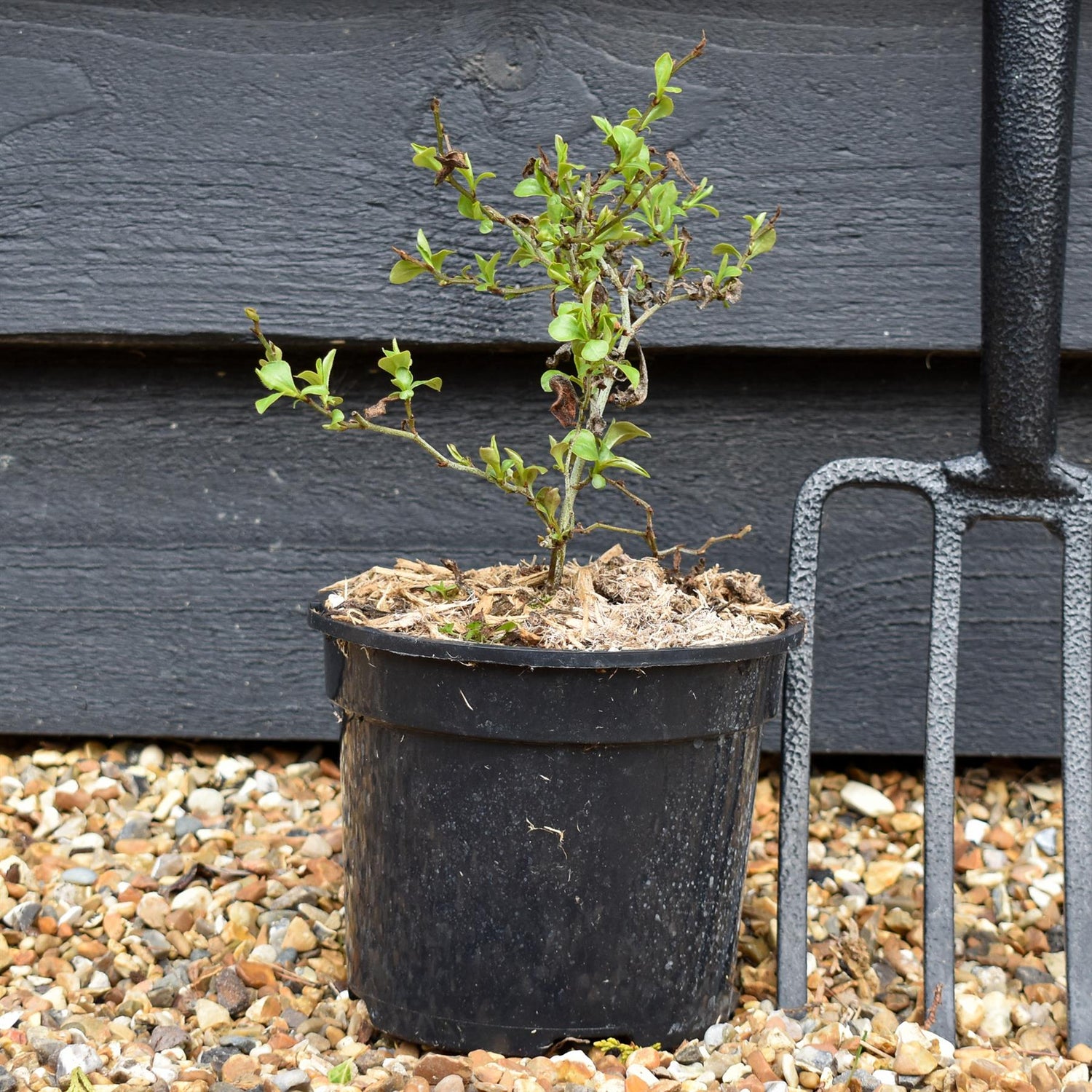Ceratostigma willmottianum Forest Blue - Height 14-20cm - 2lt
