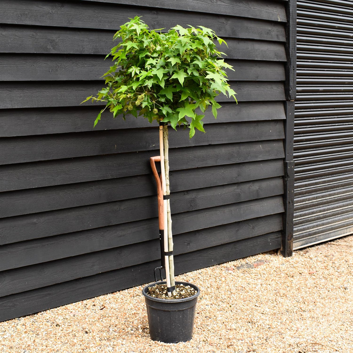Liquidambar styraciflua 'Gum Ball' - Half standard - Clear Stem 100cm - Girth 6-8cm - Height 140-160cm - 20lt