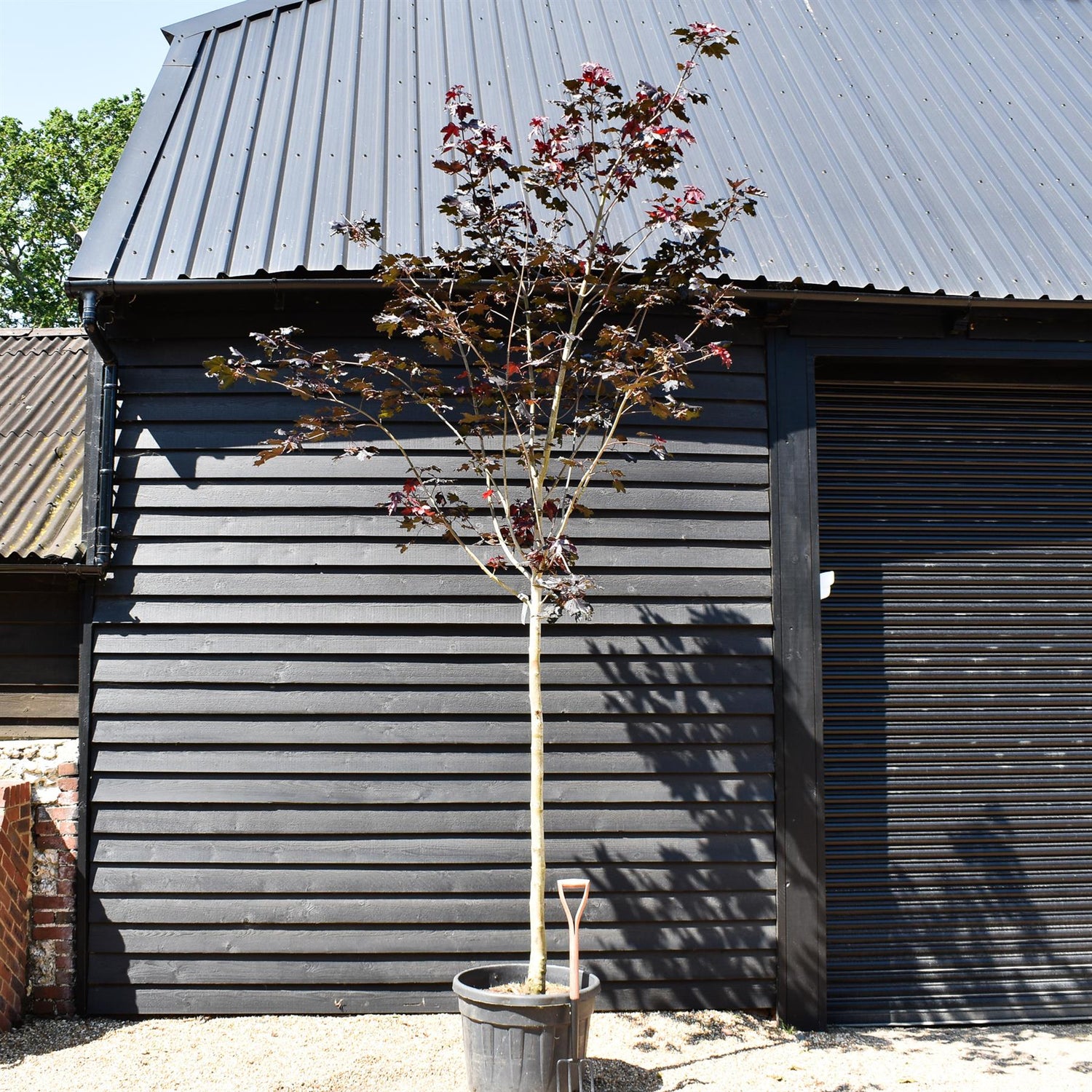 Purple-red Norway Maple | Acer platanoides 'Royal Red' - Height 380-420cm - Clear Stem - Girth 18-20cm - 110lt
