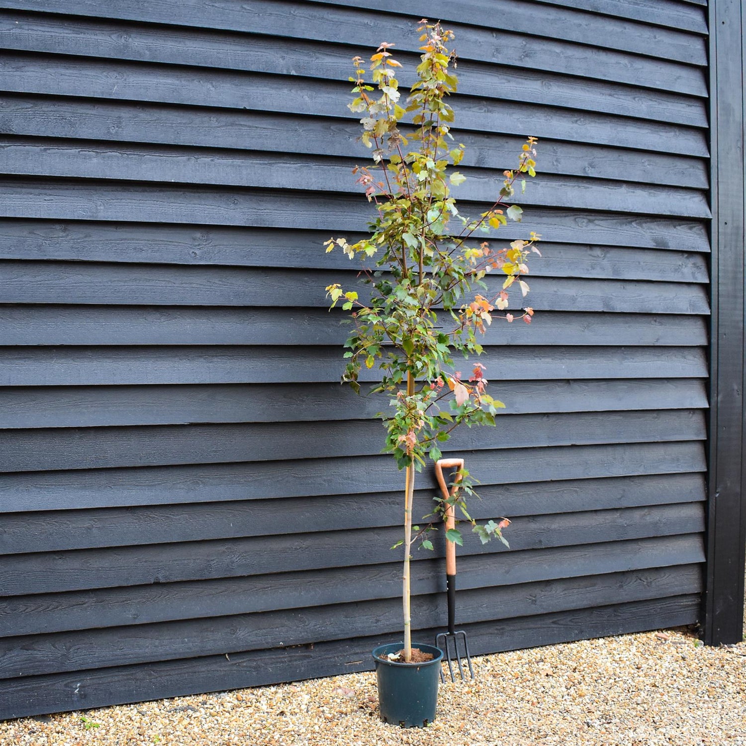 Acer rubrum Summer Red - Height 250-260cm - 12lt