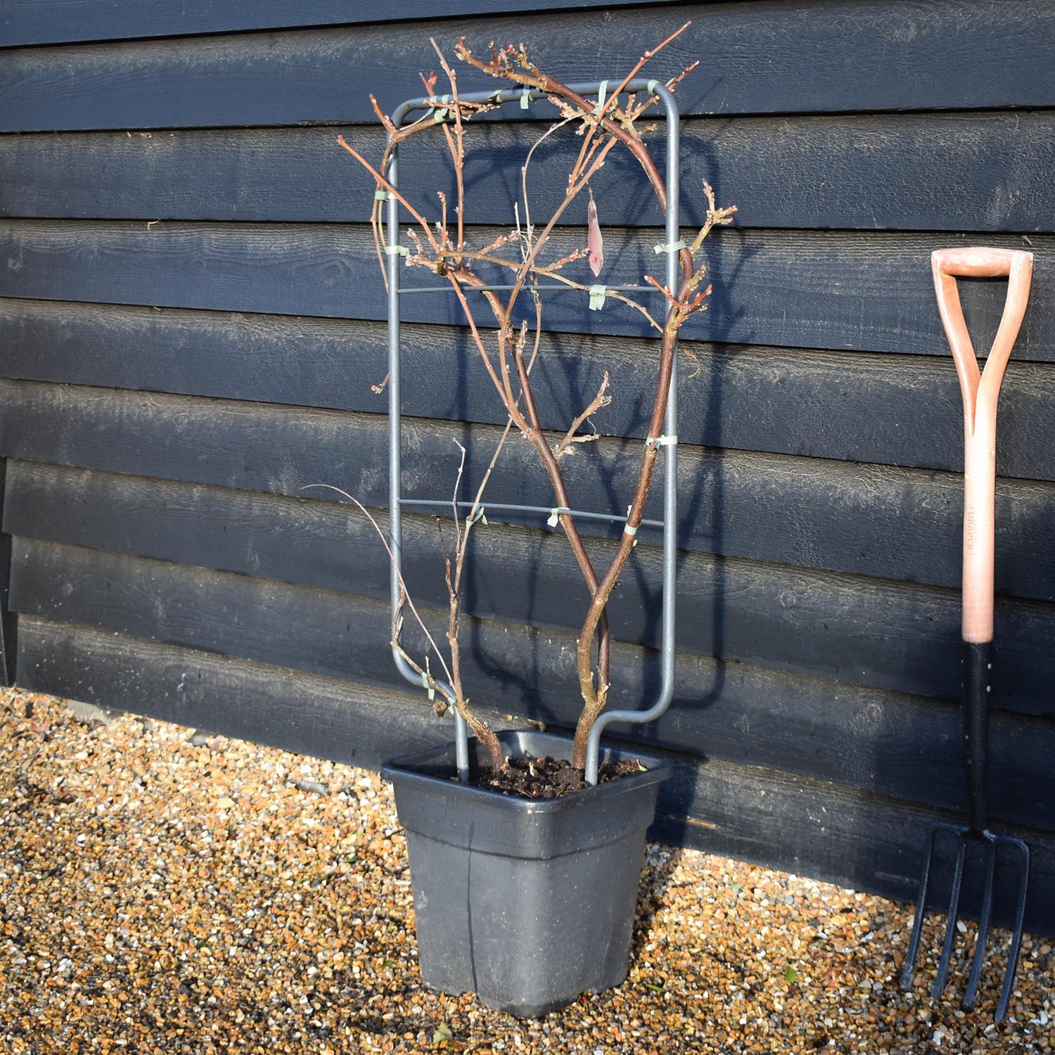 Wisteria brachybotrys 'Iko yama Fuji' - Frame (H) 90 - (W) 50 cm - Height 90cm - 18lt