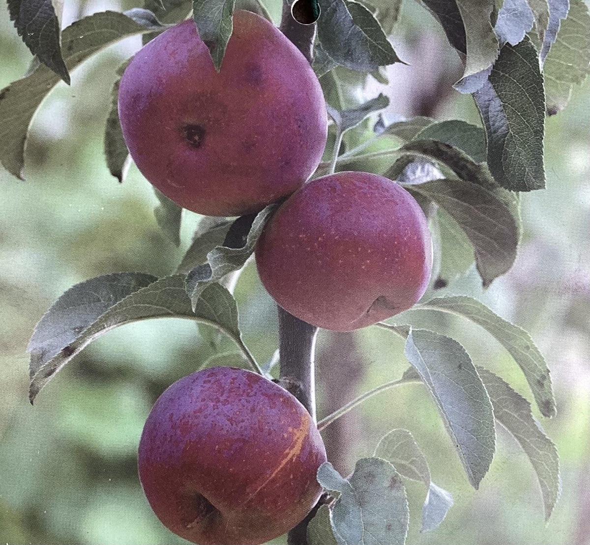 Apple tree 'Blue Moon' (Starline) | Malus domestica - 140-160cm - 12lt
