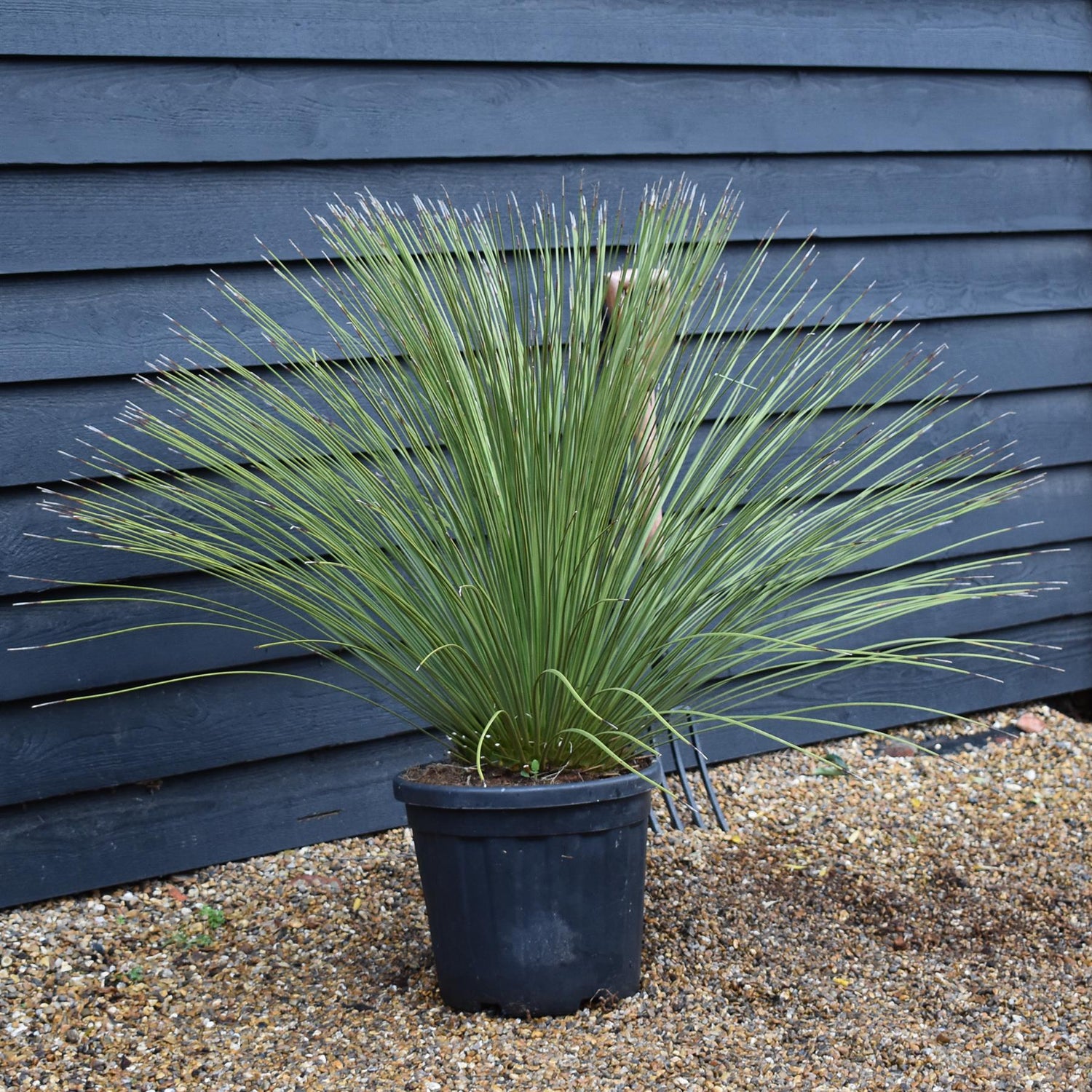 Dasylirion longissimum | Mexican Grass Tree - Height  90-130cm - 25lt