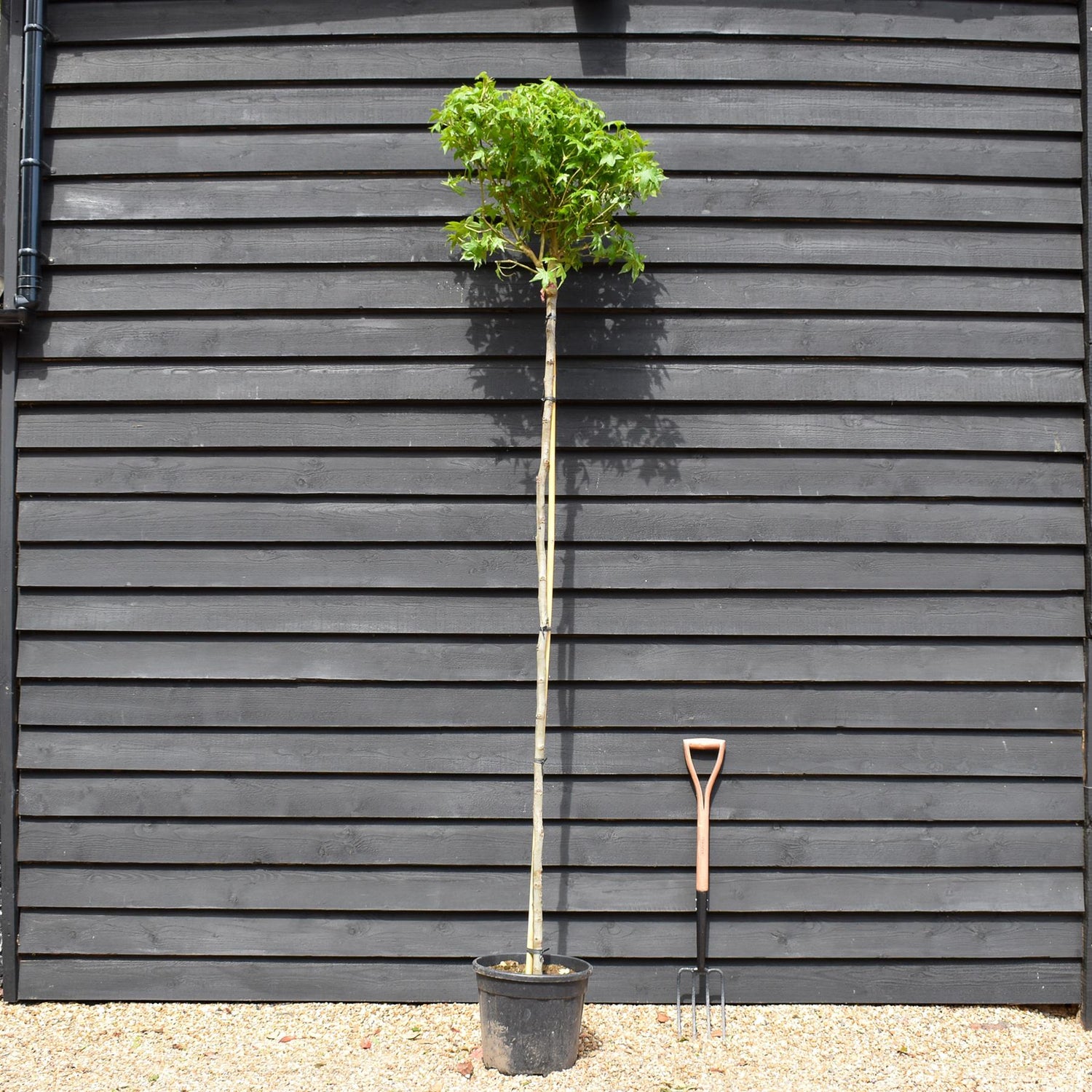 Liquidambar styraciflua 'Gum Ball' - Standard - Clear Stem 200cm - Girth 8-10cm - Height 270cm - 18lt