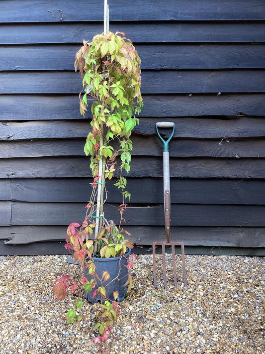 Parthenocissus quinquefolia | American Ivy - 15lt