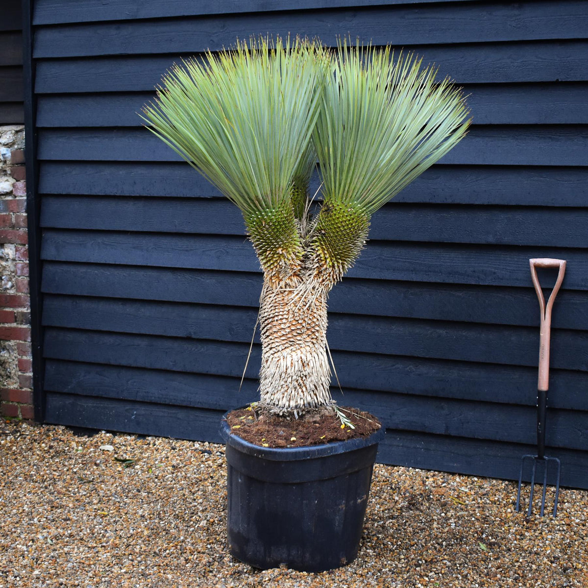 Yucca rostrata - Triple Branch - Trunk 45cm - Height 125cm - 90lt