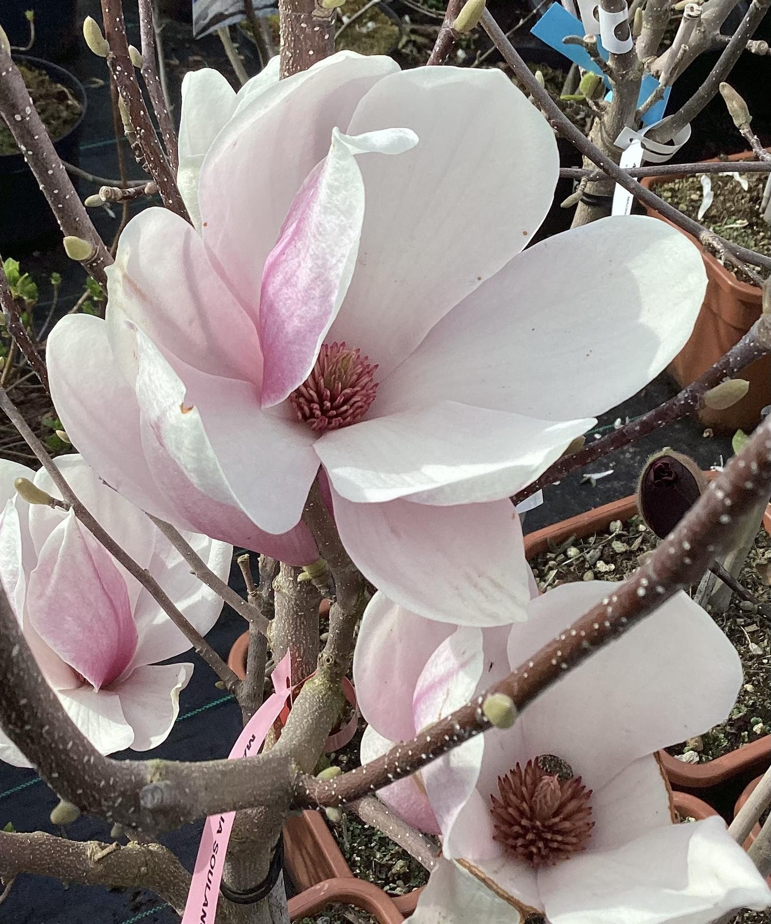 Magnolia x soulangeana 1/4 Standard | Saucer Magnolia - 180-200cm, 18lt