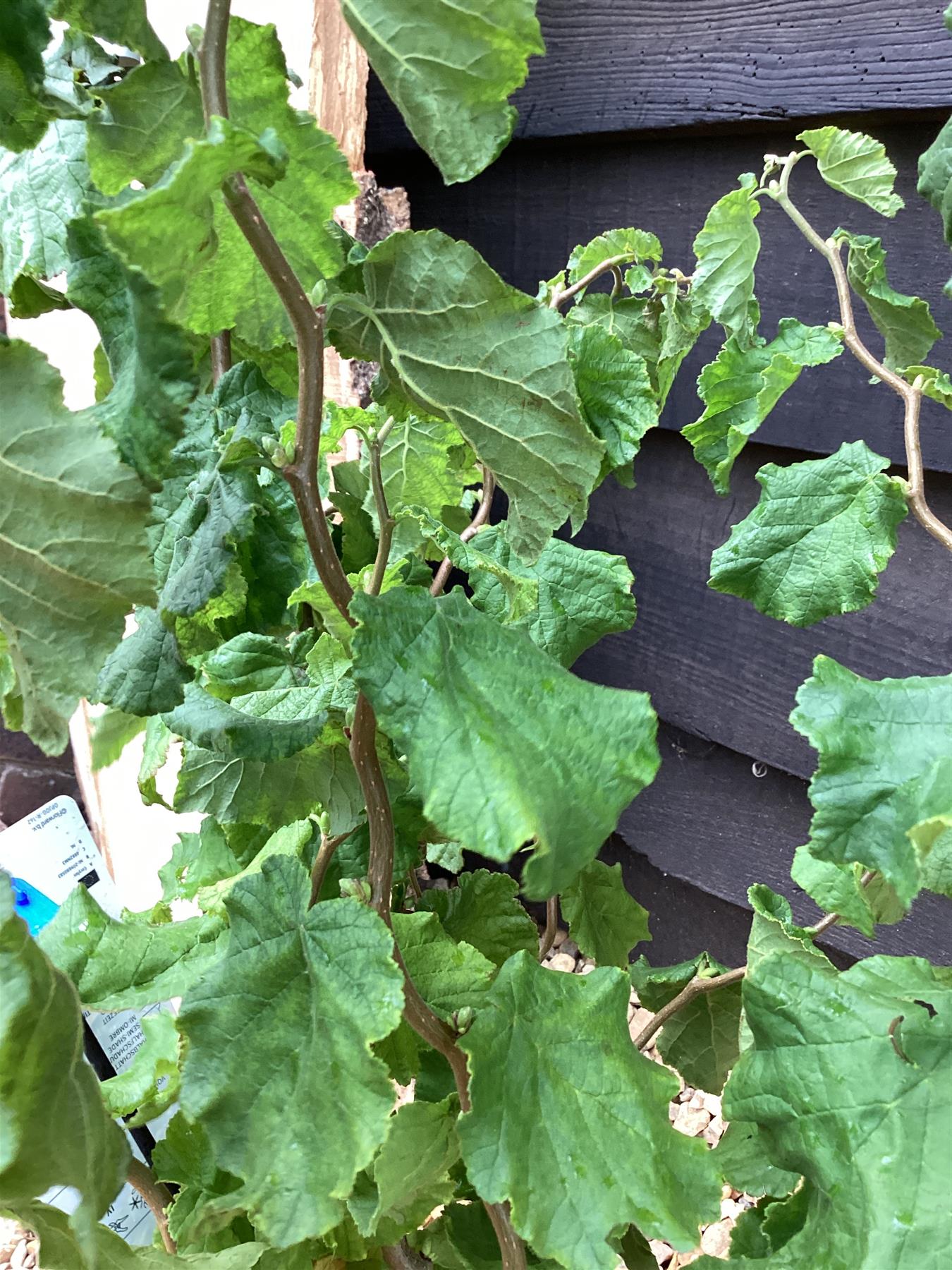 Corylus avellana 'Scooter' | Dwarf Corkscrew Hazel Scooter - 70-80cm, 5lt