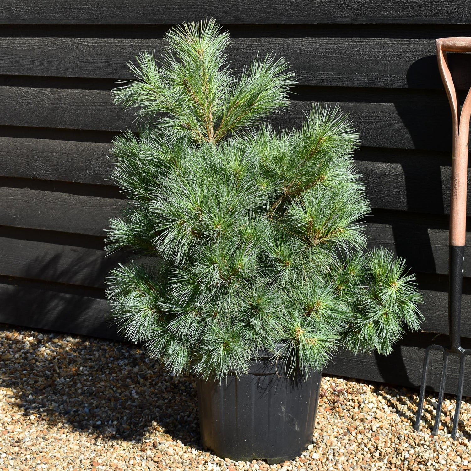 Pinus strobus 'Macopin' - Bushy - Height 50-60cm - 20lt