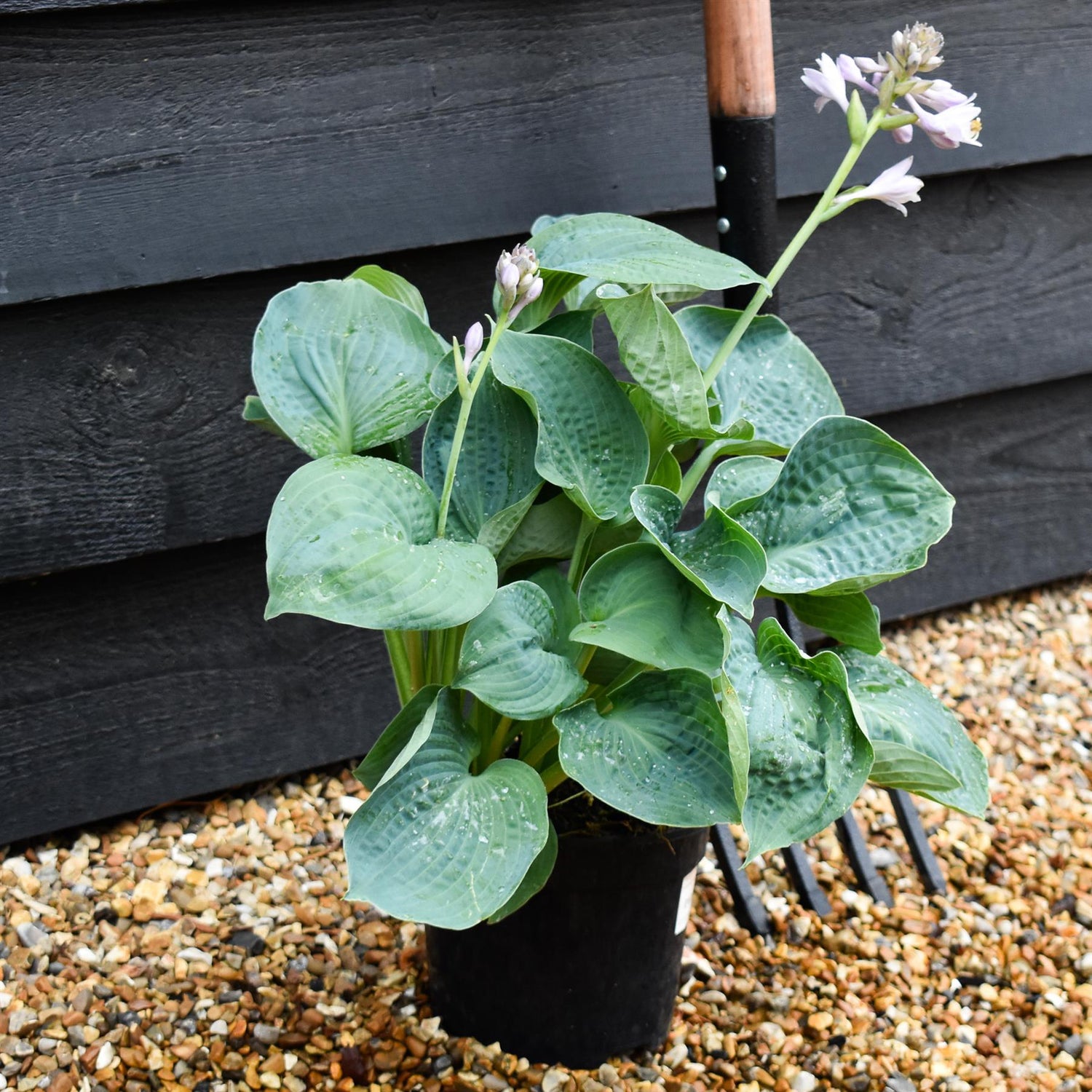 Hosta Big Daddy | Plantain Lily 'Big Daddy' - 10-20cm, 2lt
