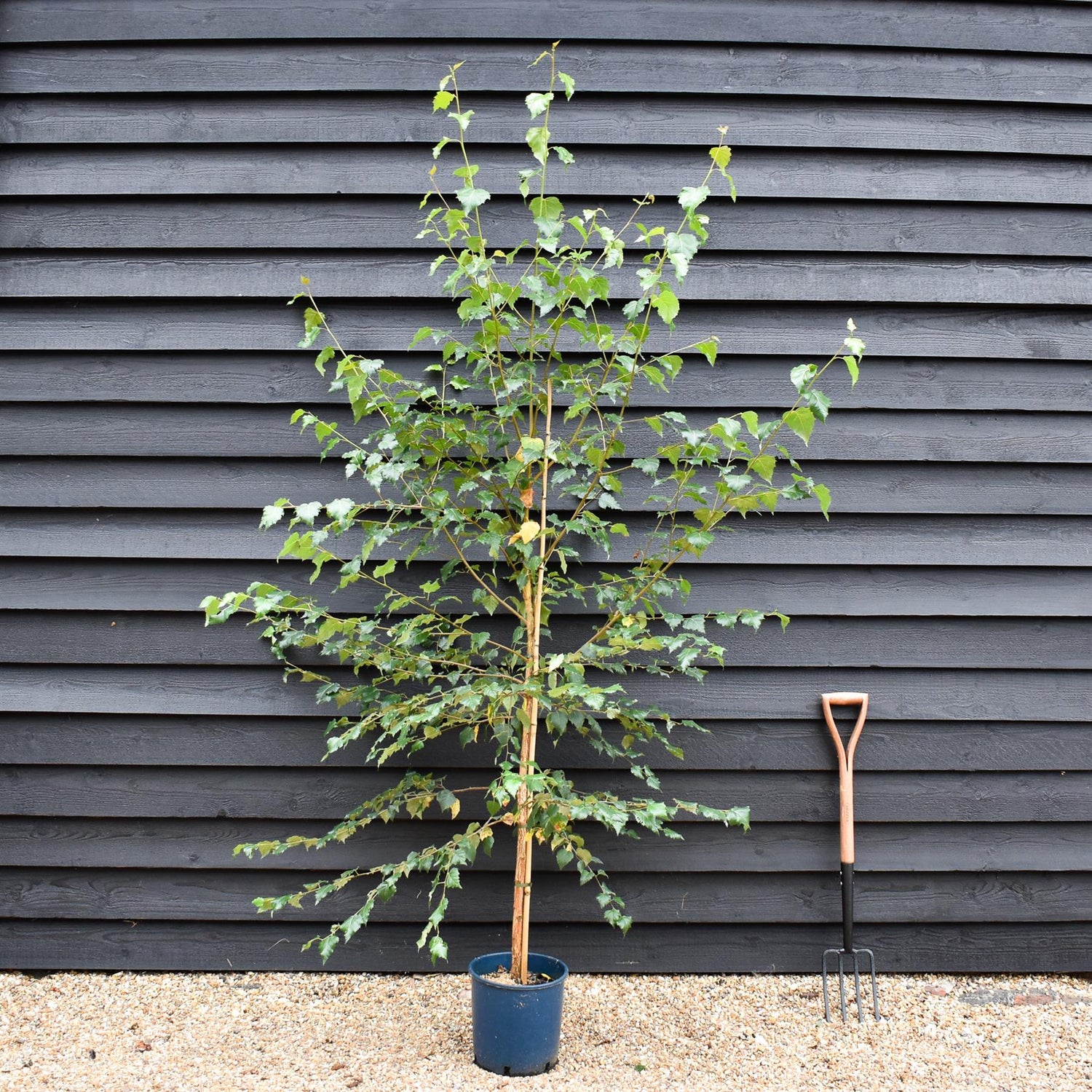 Birch Grayswood Ghost | Betula utilis - 150-180cm -  10lt