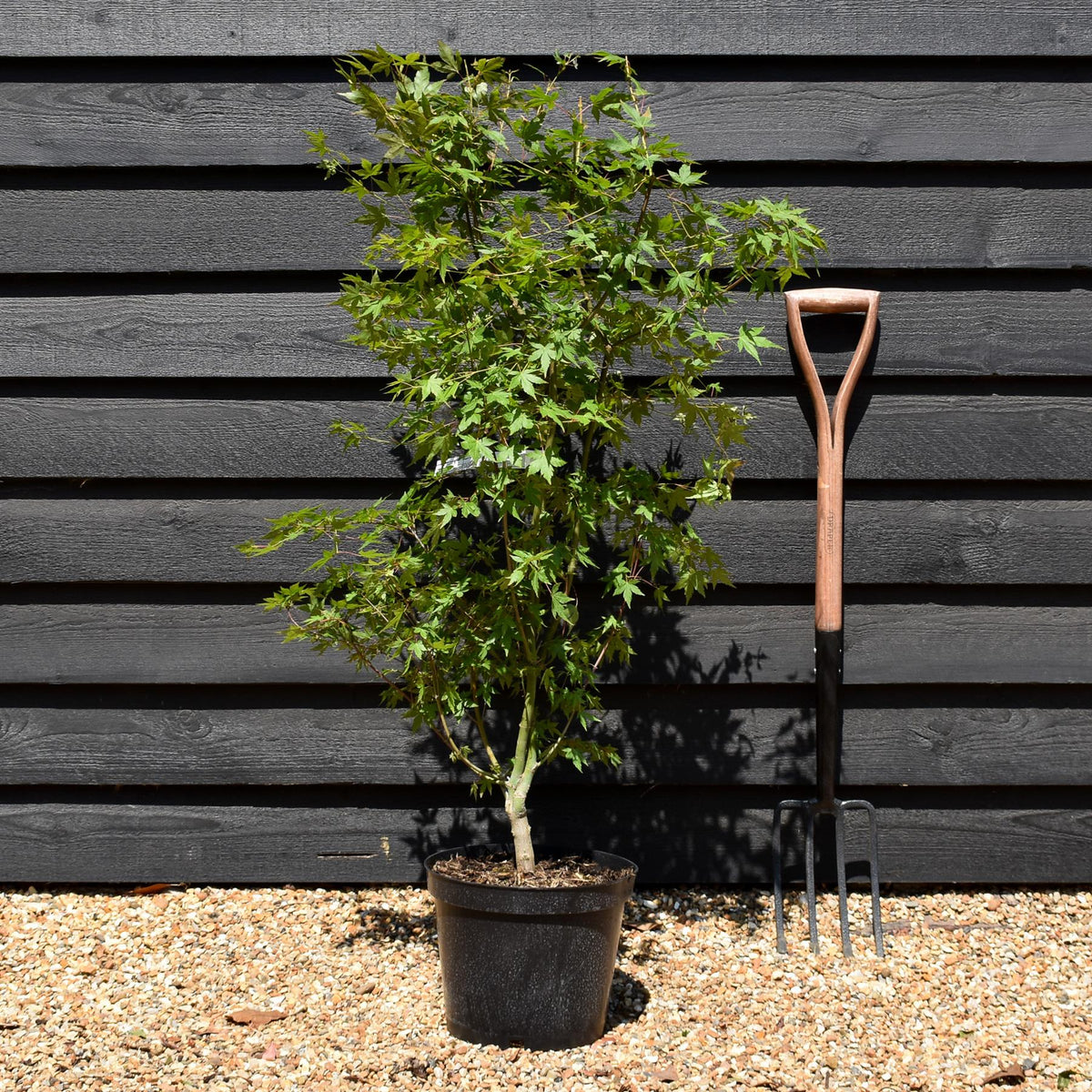 Japanese Maple | Acer palmatum  - Height 80-140cm - 10lt