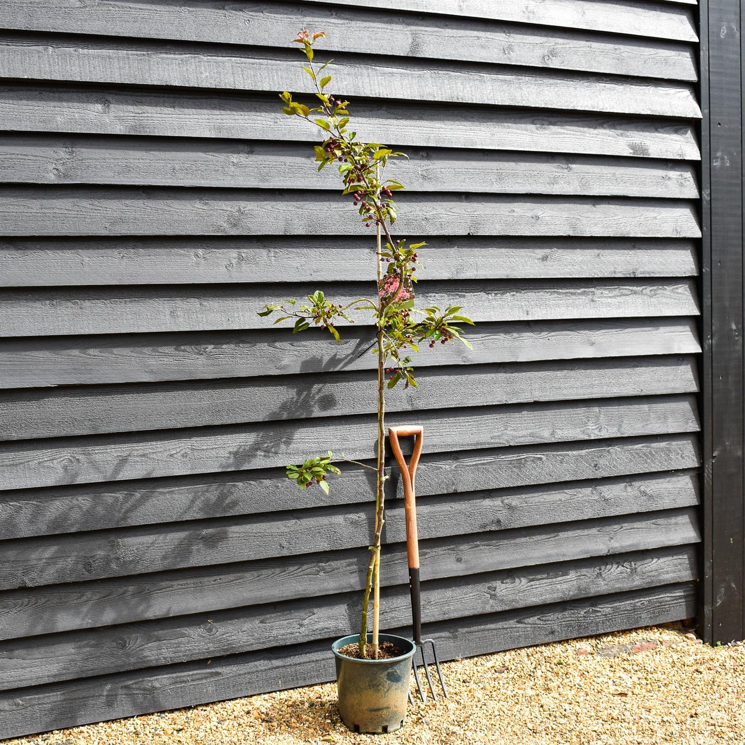 Malus Profusion Crab Apple Tree, Clear Stem - 180-200cm, 10lt