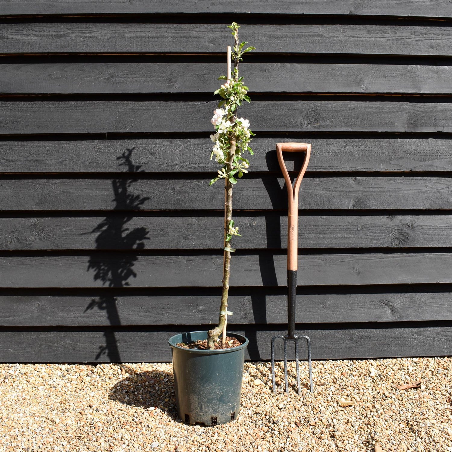 Apple tree 'Blue Moon' (Starline) | Malus domestica - 160-150cm - 10lt