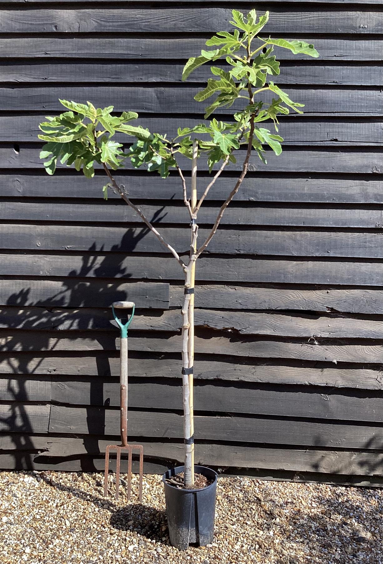 Fig - Ficus carica 'Brogiotto Bianco' - 150-160cm, 10lt