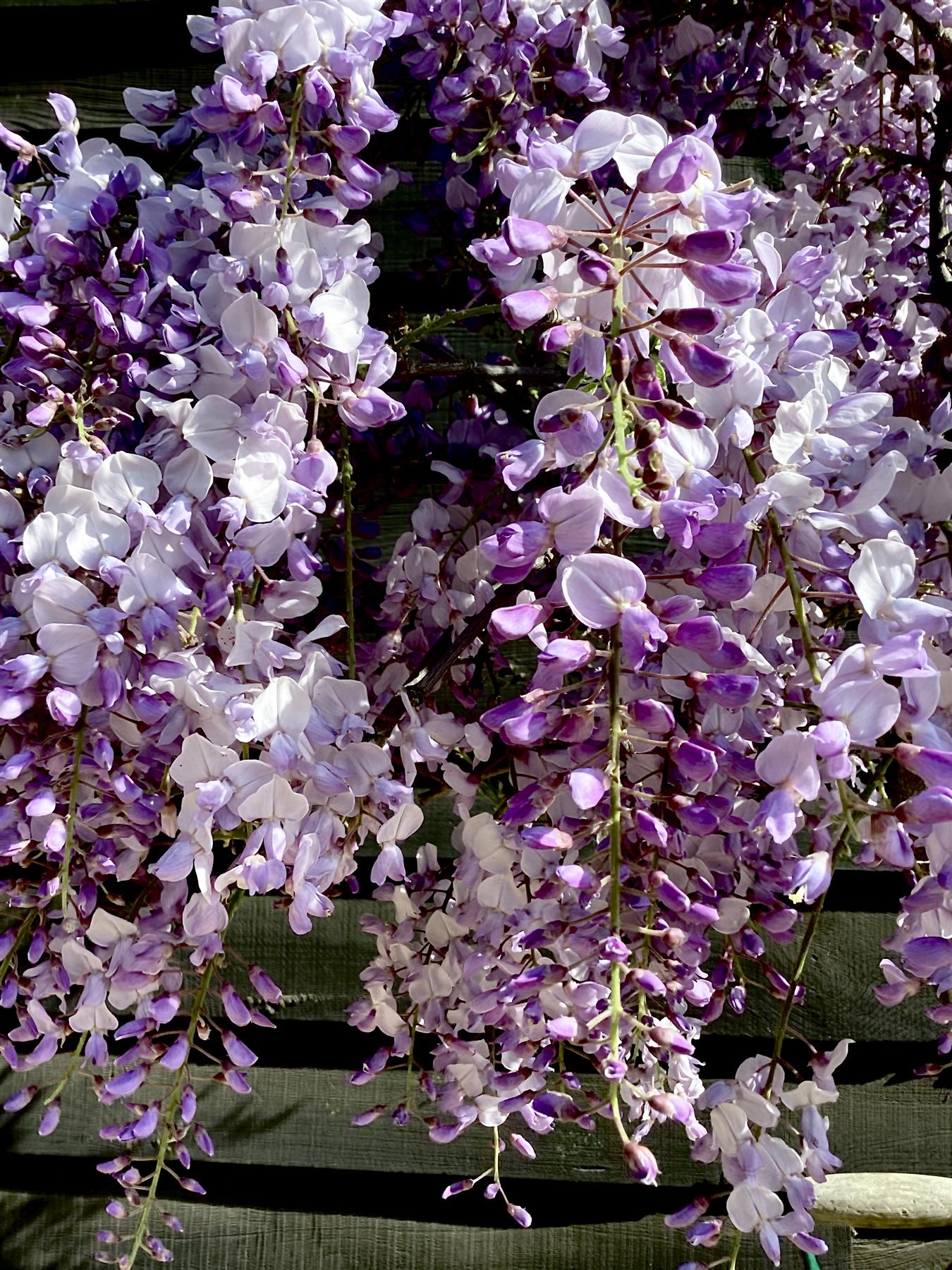 集英社 - wisteria hq720.jpg?sqp=-