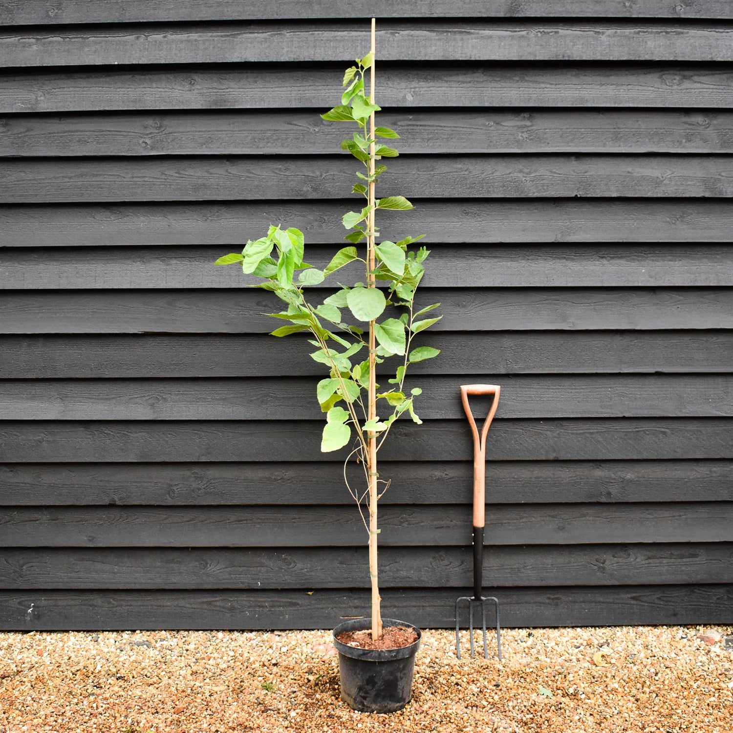 Morus alba | White Mulberry -  Height 190-200cm - 10lt
