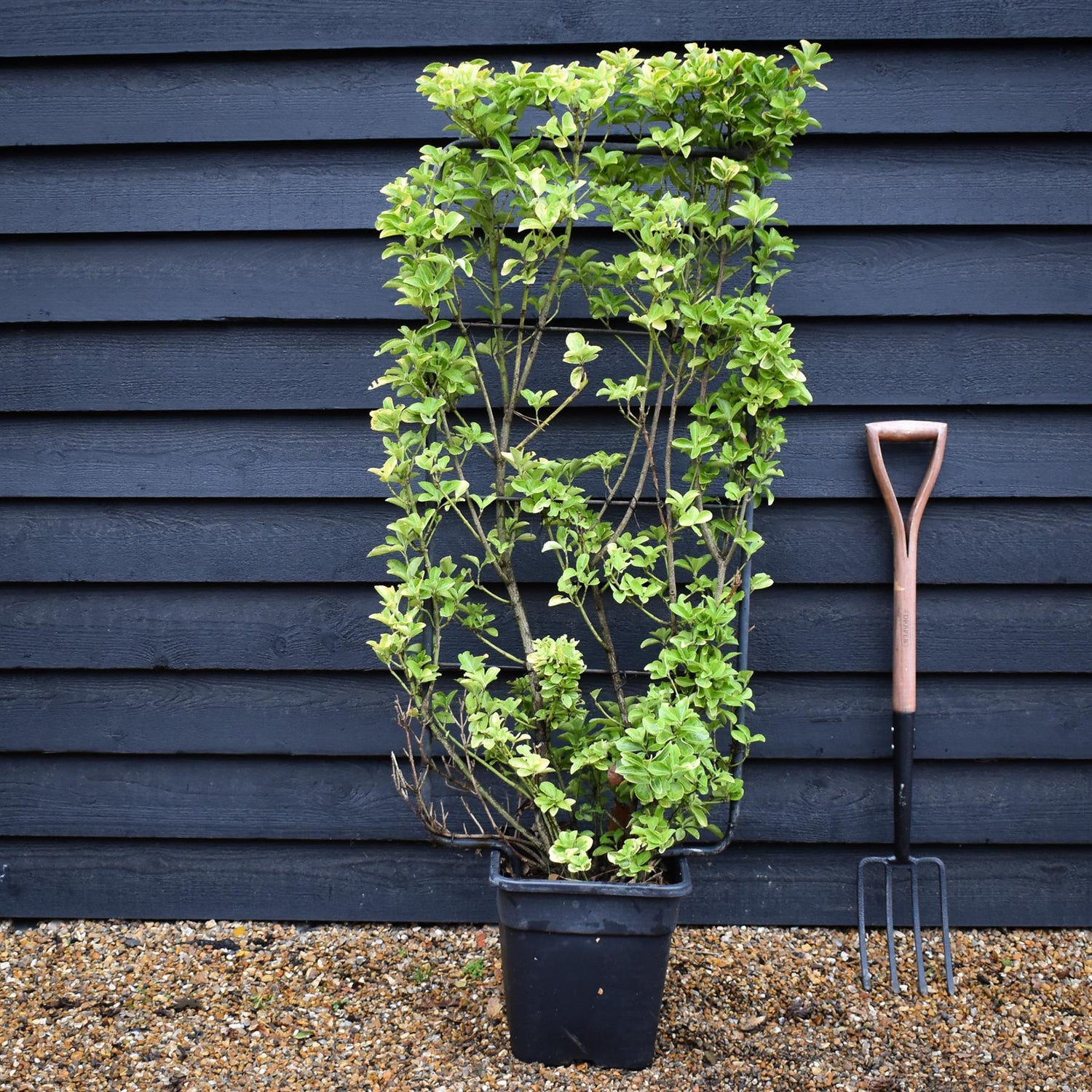 Euonymus japonicus 'Aureus' | Spindle 'Ovatus Aureus' - Frame- 130-140cm, 20lt