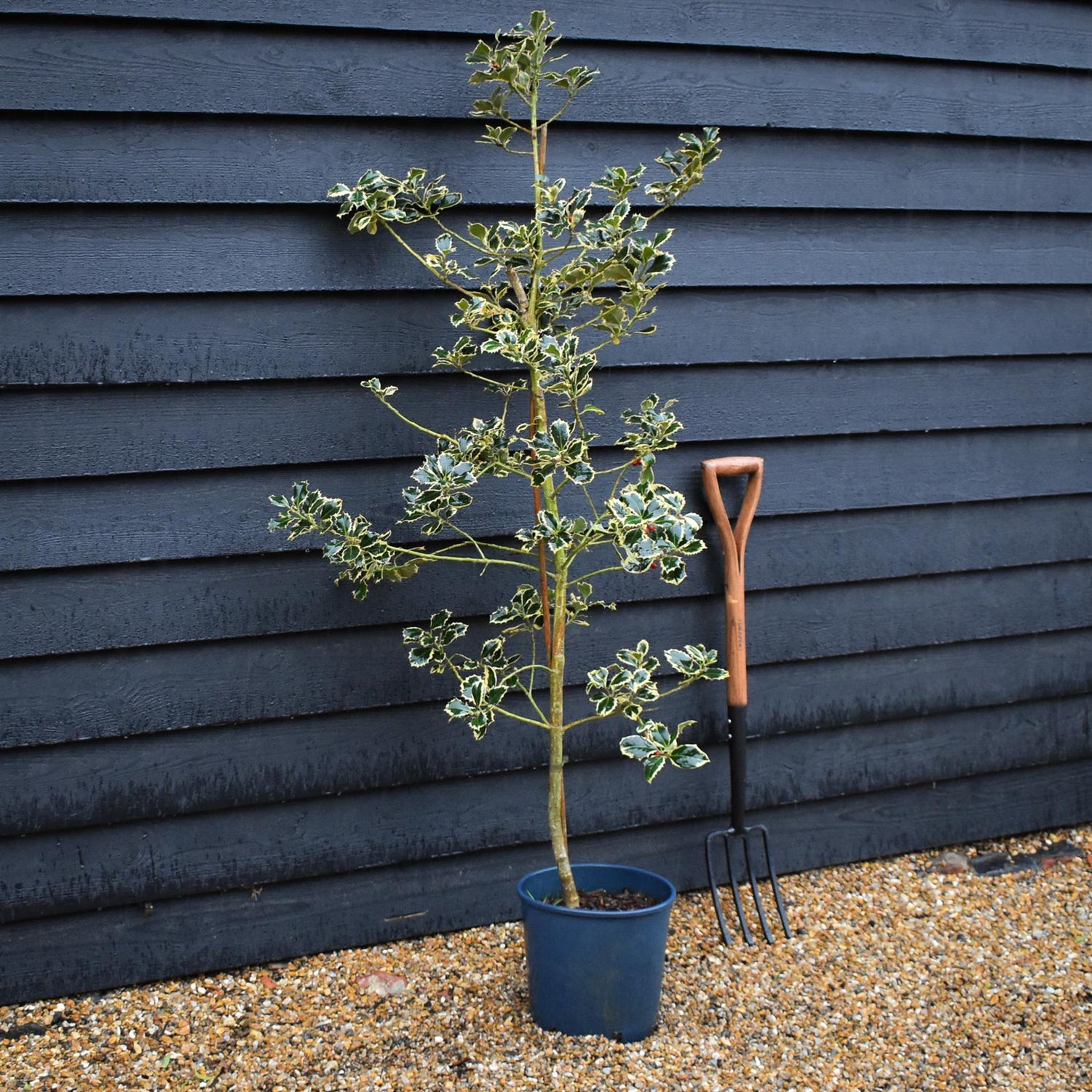 Ilex Aquifolium 'Argentea Marginata' | Silver-Margined Holly - 140-180cm, 10lt