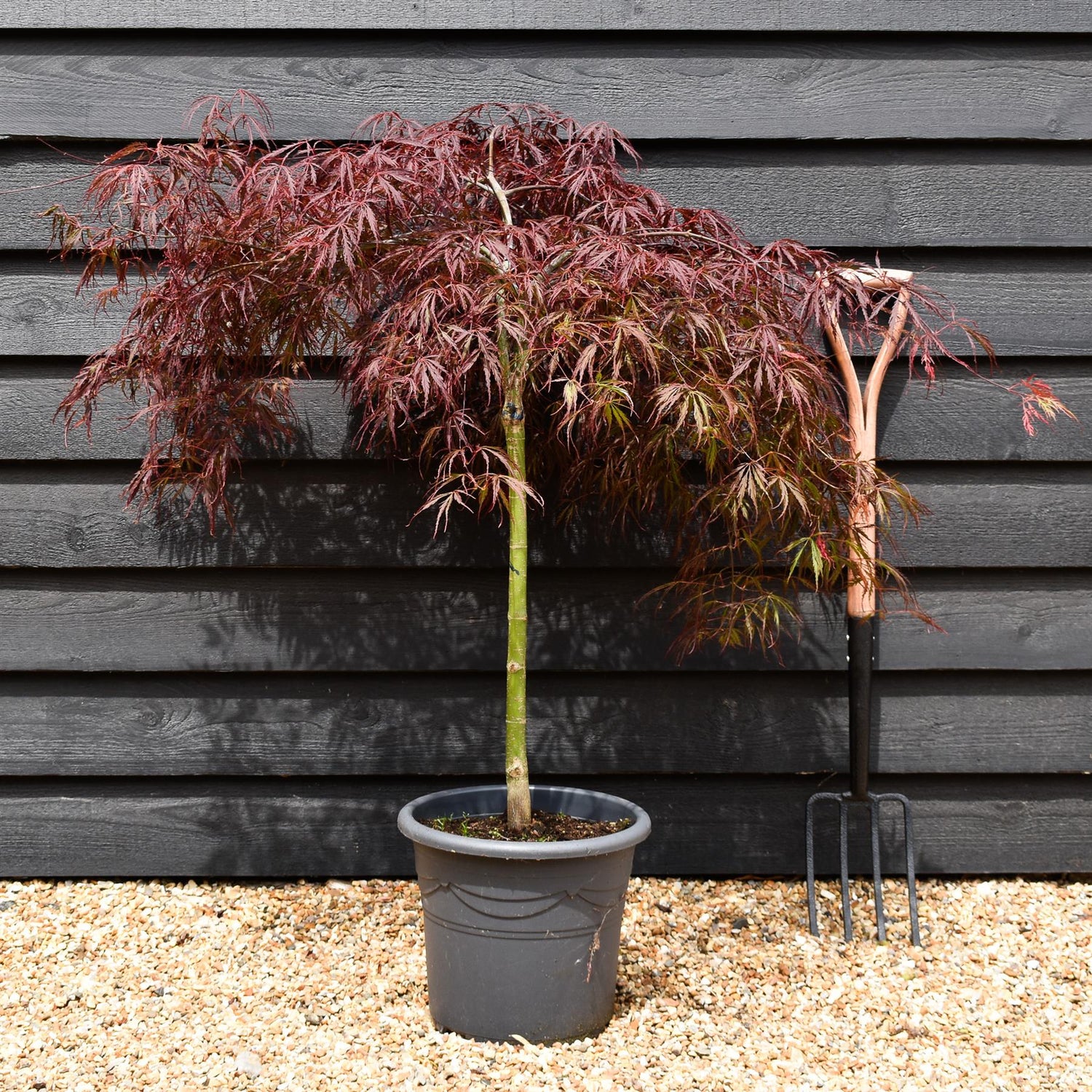 Acer palmatum 'Tamukeyama' | Purple Threadleaf Japanese maple - Quarter Standard - Clear Stem 50cm - Height 80-100cm - 15lt