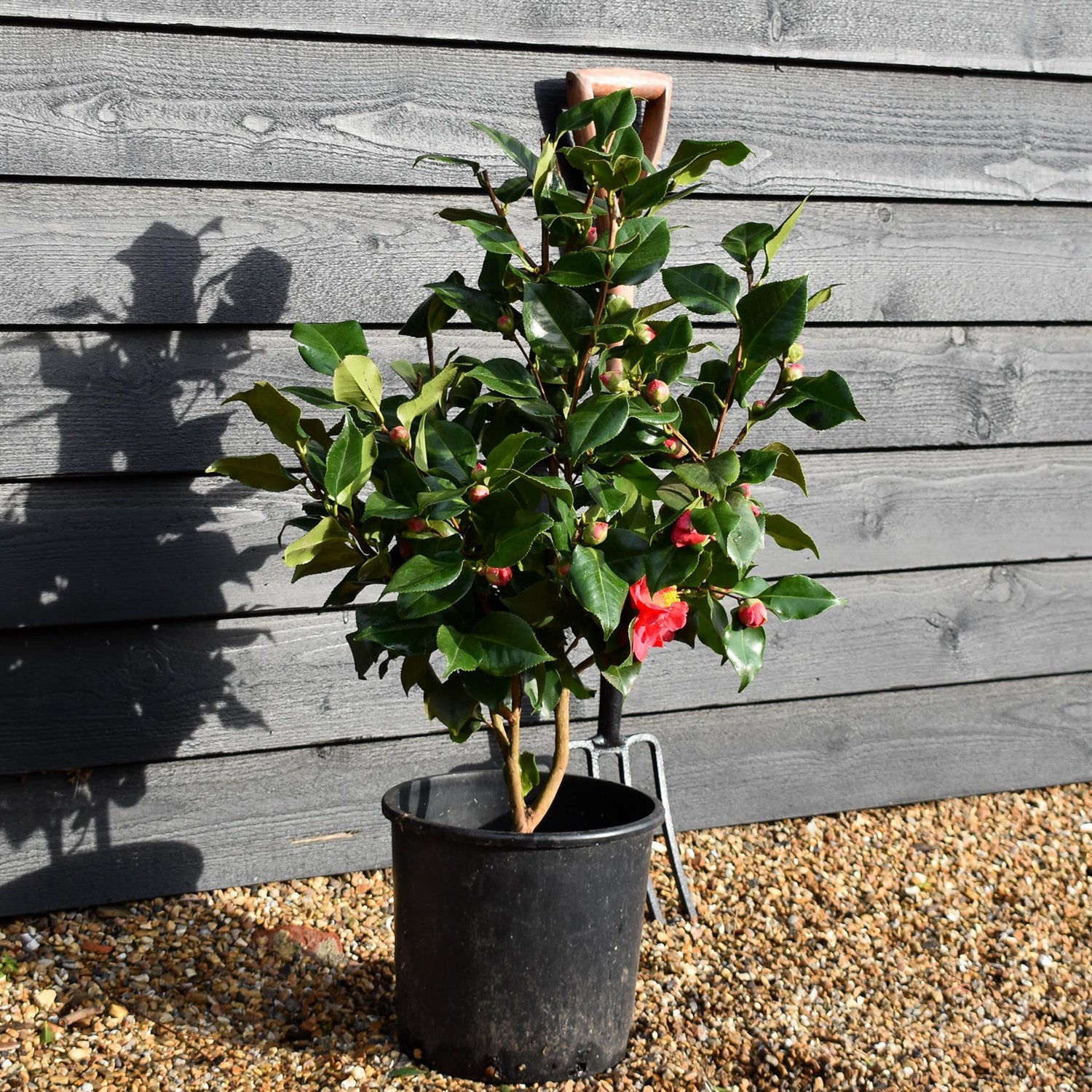 Camellia Dr King -  Height 60-70cm -12lt