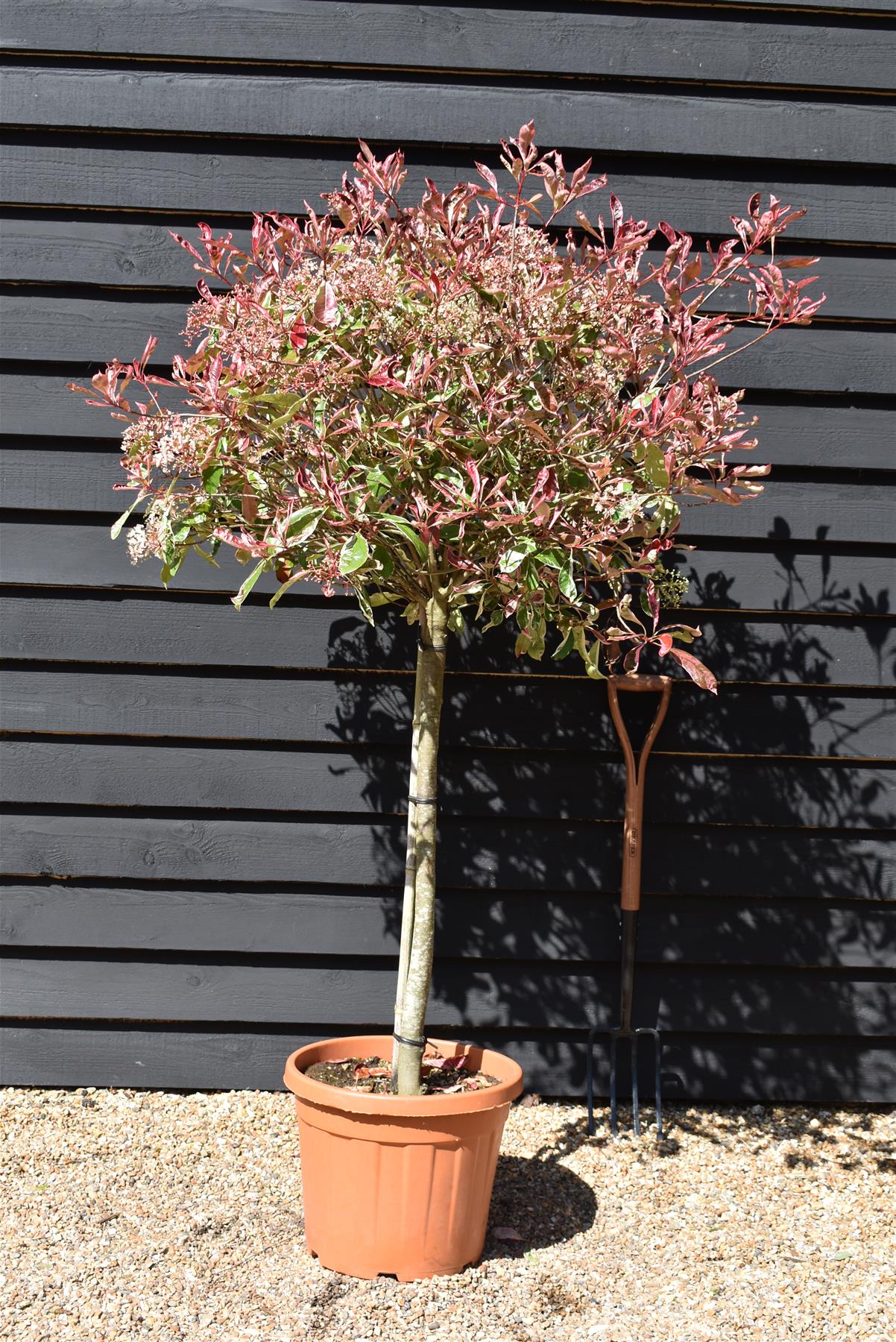 Photinia Pink Marble ('Cassini') | Christmas Berry Pink Marble - 35lt