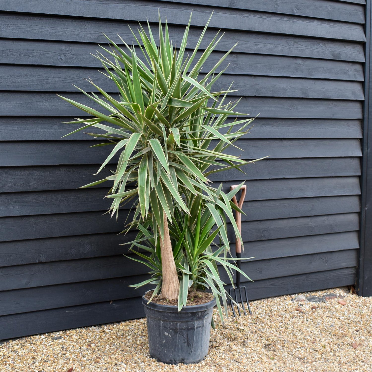 Yucca 'Elephantipes - Shrub - Multistem - Height 170cm - 45lt