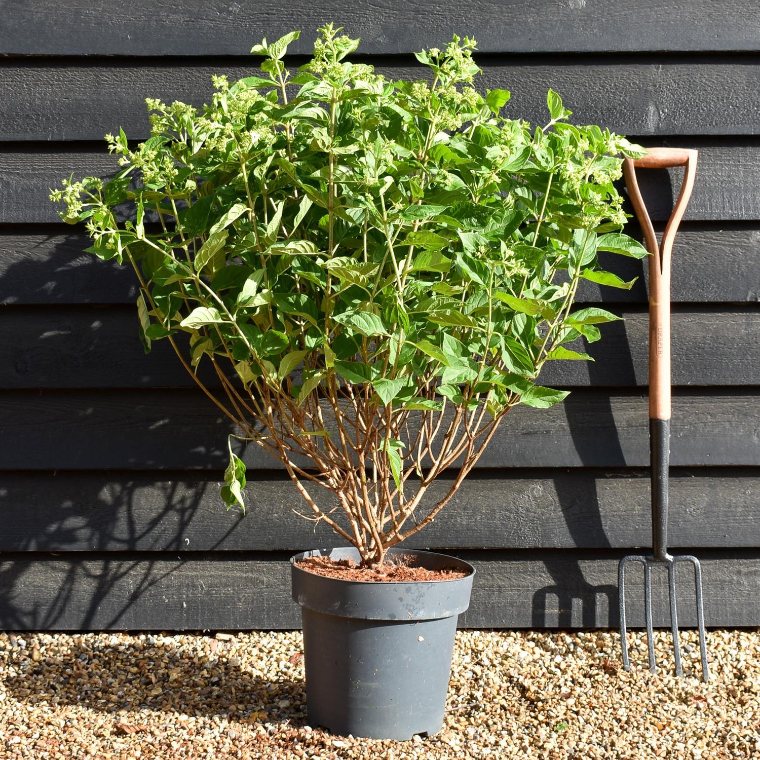 Hydrangea Paniculata 'Little Lime' - Height 50-60cm - 15lt