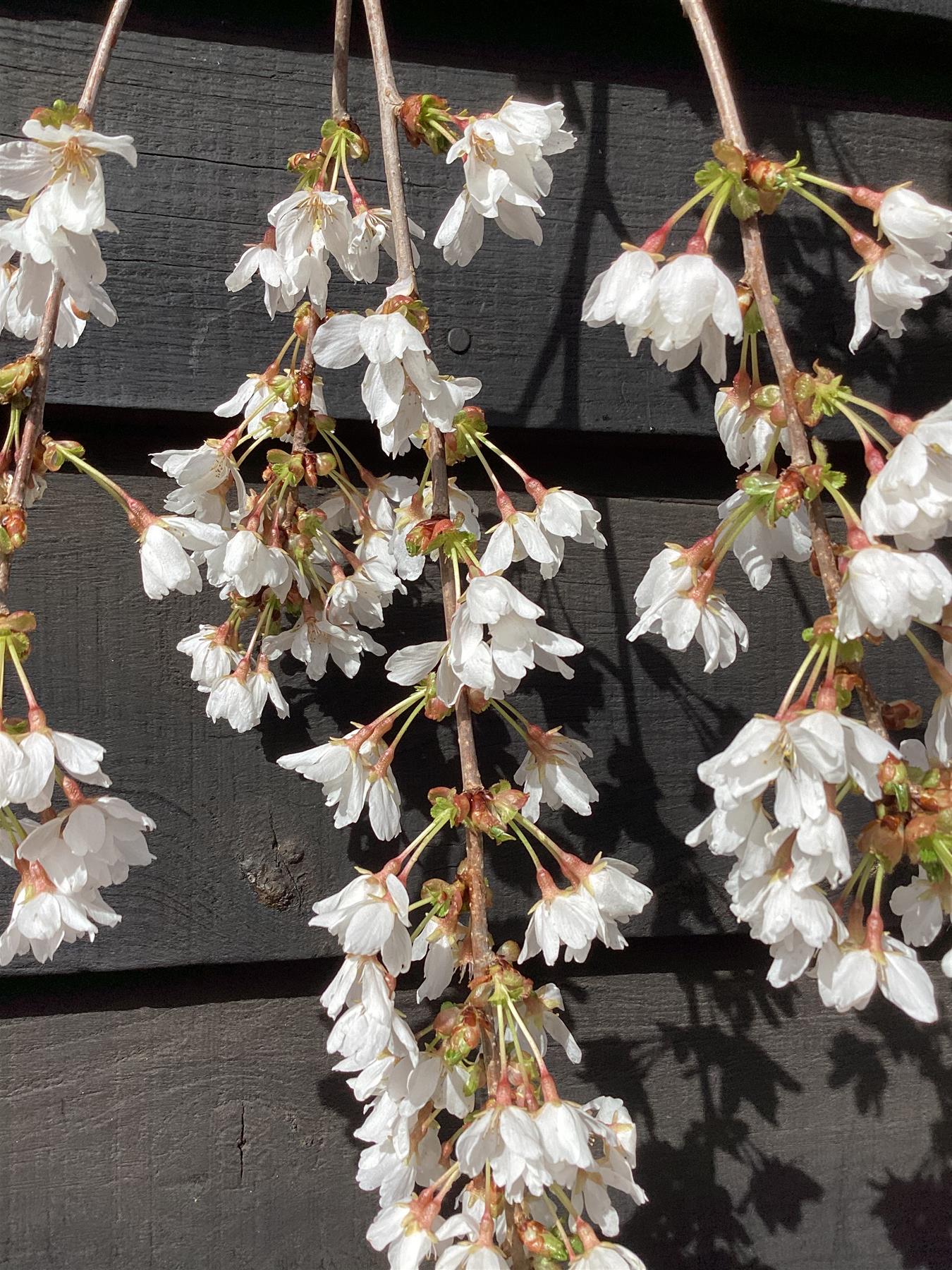 Prunus subhirtella Pendula Standard | Single Pink Weeping Cherry - Girth 8-10cm - 30lt