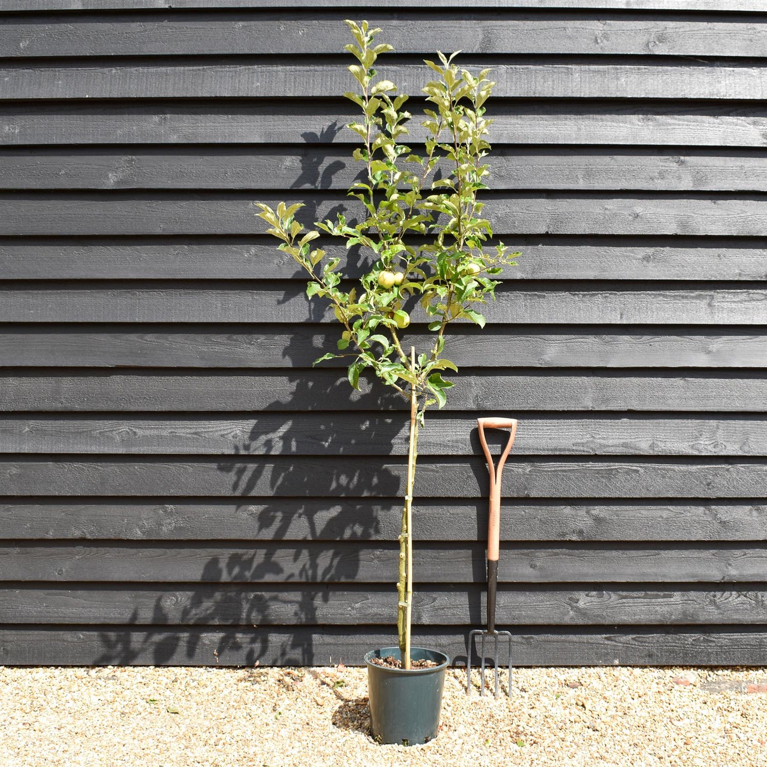 Apple tree 'Bramley's Seedling' | Malus domestica - MM106 - Semi-Dwarfing - 150-160cm - 10lt