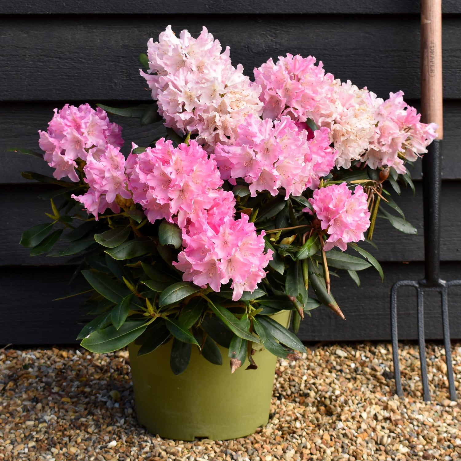 Rhododendron 'Kalinka' - Shrub - Height 60-70cm - 20lt