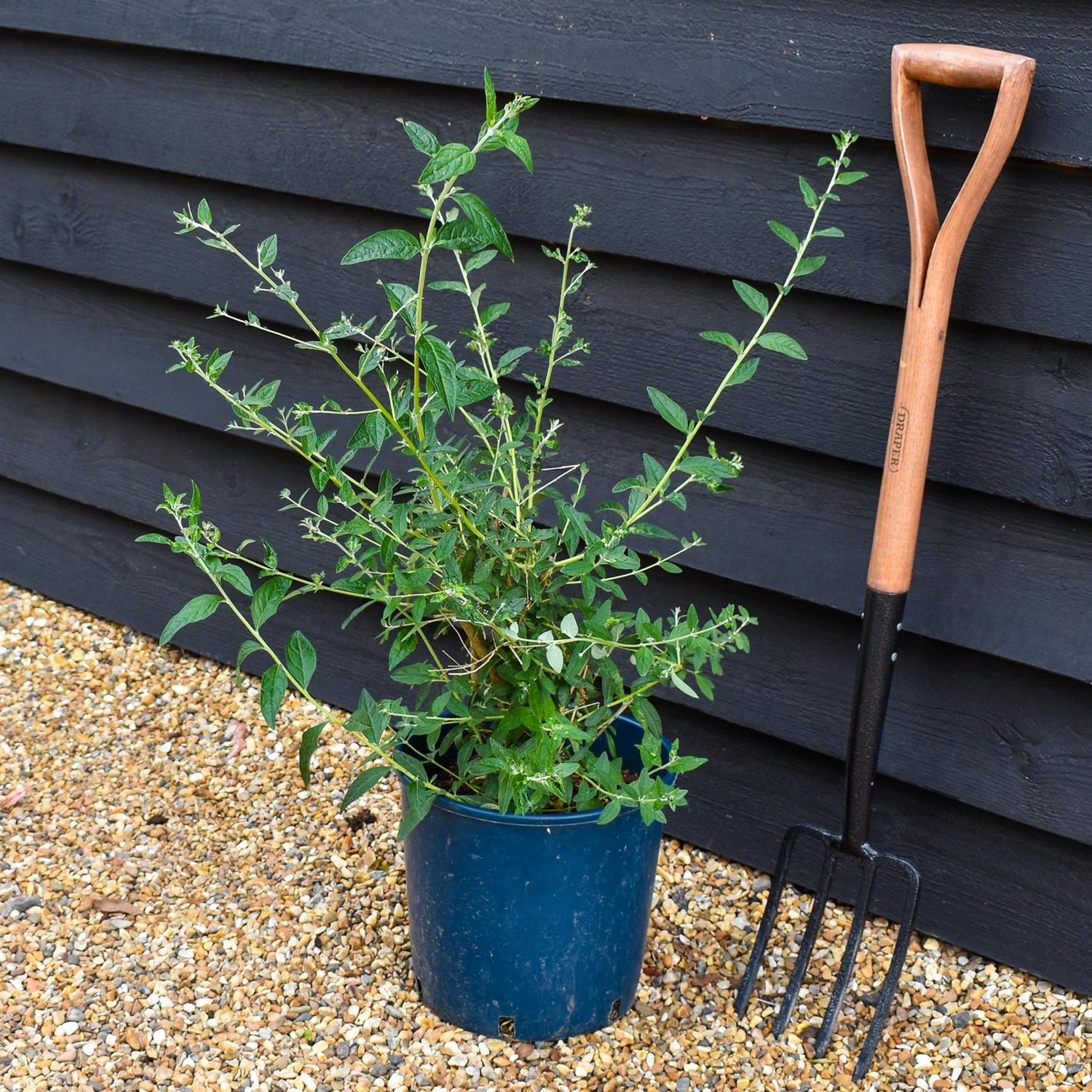 Buddleja Butterfly Bush Uniquie - 40-60cm, 10lt