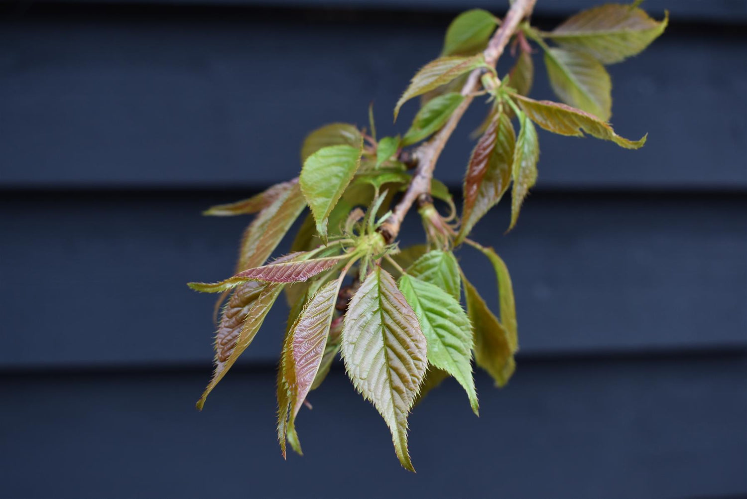 Prunus 'Kiku-shidare-zakura' | Weeping Oriental Cherry - Girth 8-10cm - 220-280cm, 30lt