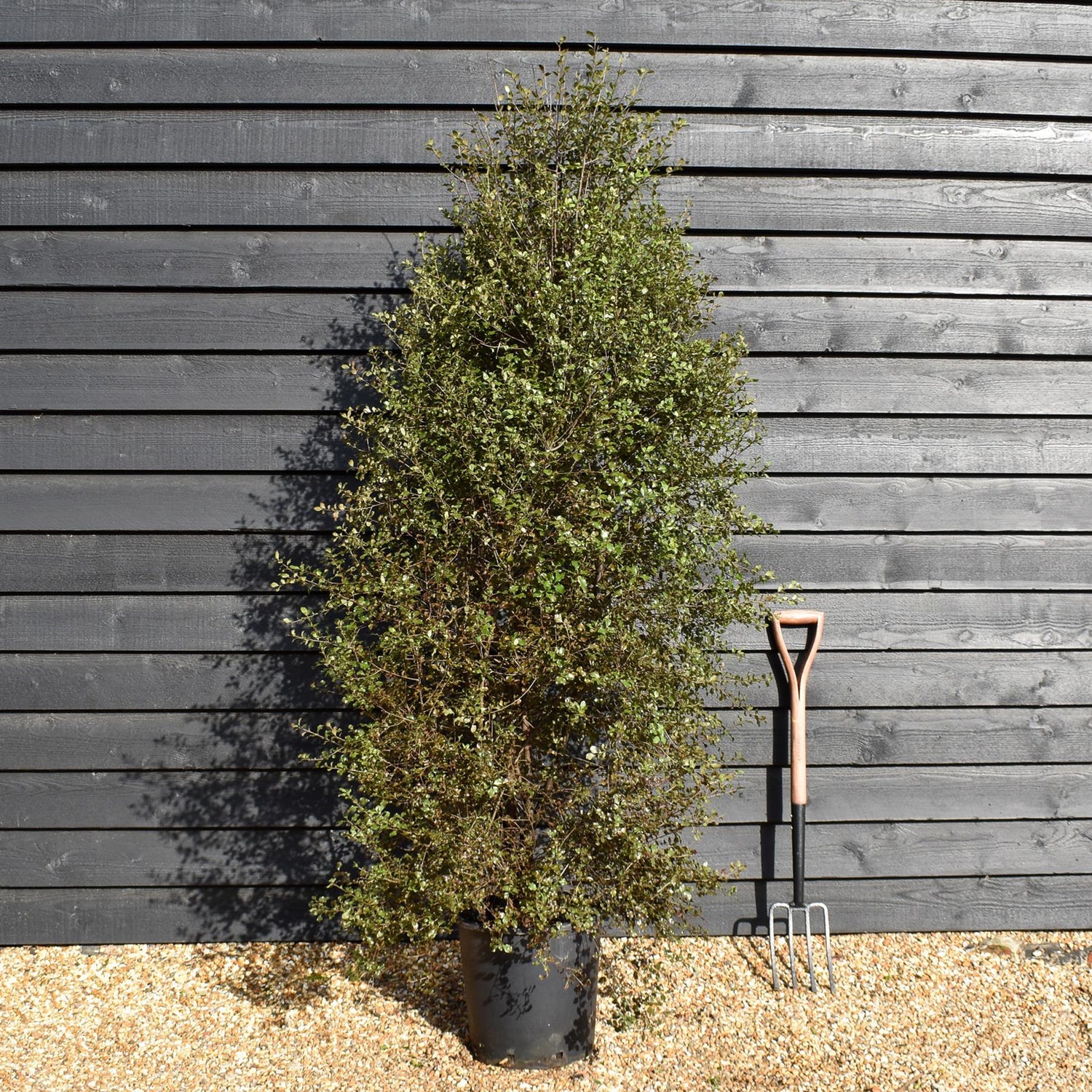 Pittosporum 'Silver Sheen' - Height 180-200cm -25lt